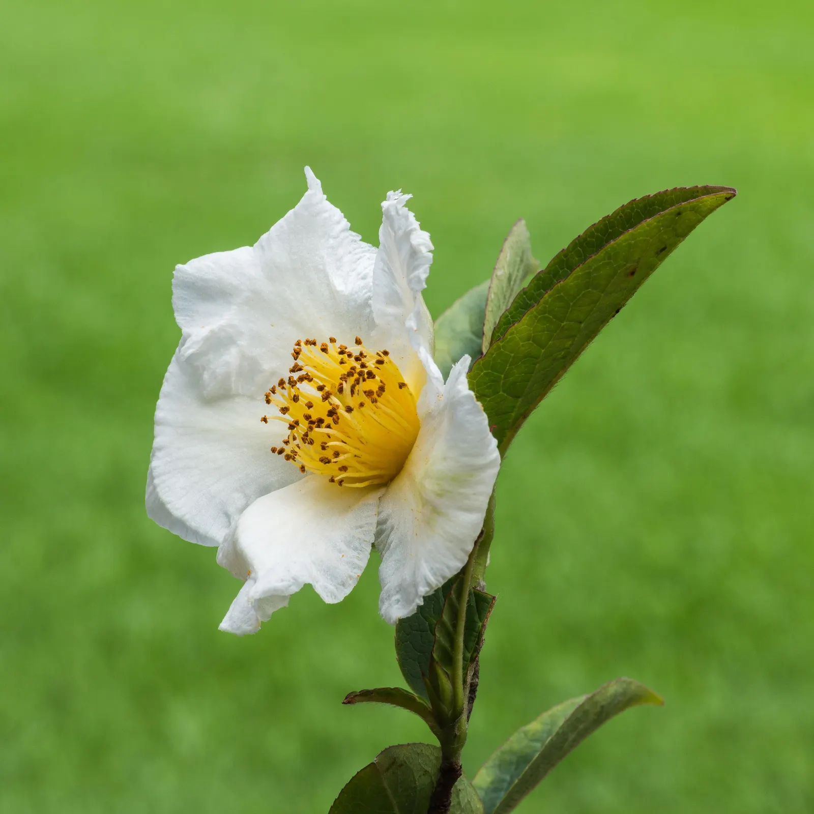 Japanese Stewartia (Stewartia Pseudocamellia) — which exfoliates to reveal a mosaic of gray; each blossom measuring about 2 to 3 inches in diameter