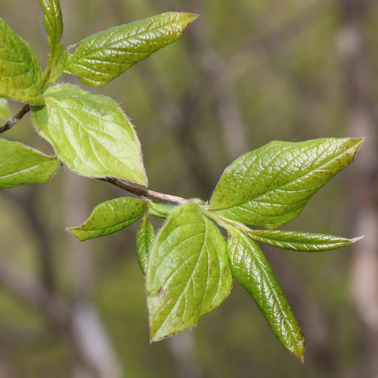 Japanese Stewartia (Stewartia Pseudocamellia) — Growing to an average height of 20 to 40 feet with a spread of 15 to 30 feet