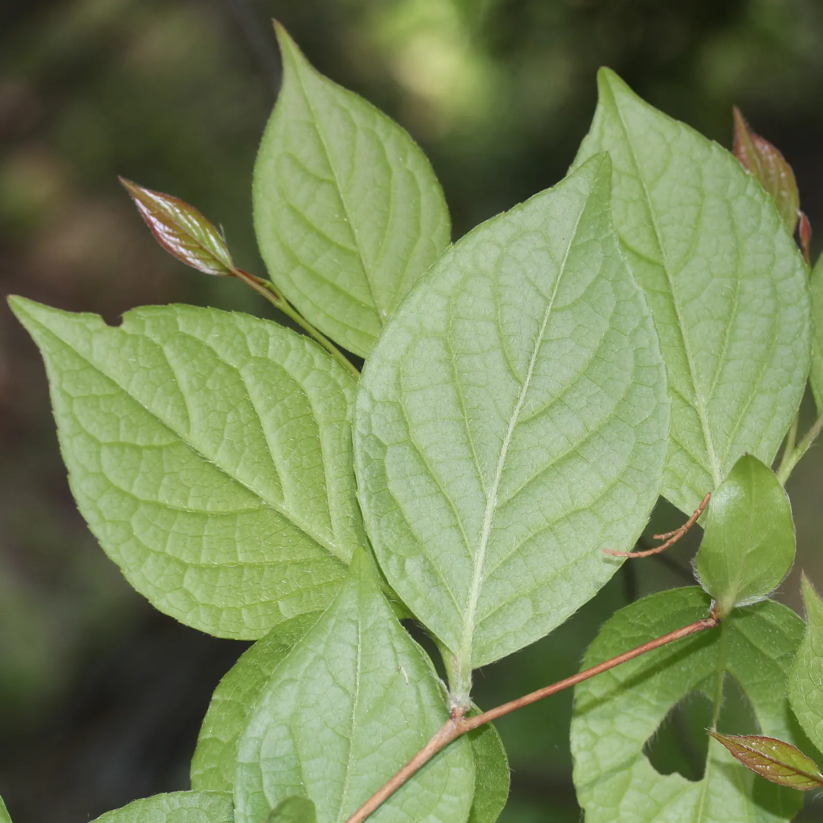 Japanese Stewartia (Stewartia Pseudocamellia) — tree with white blooms