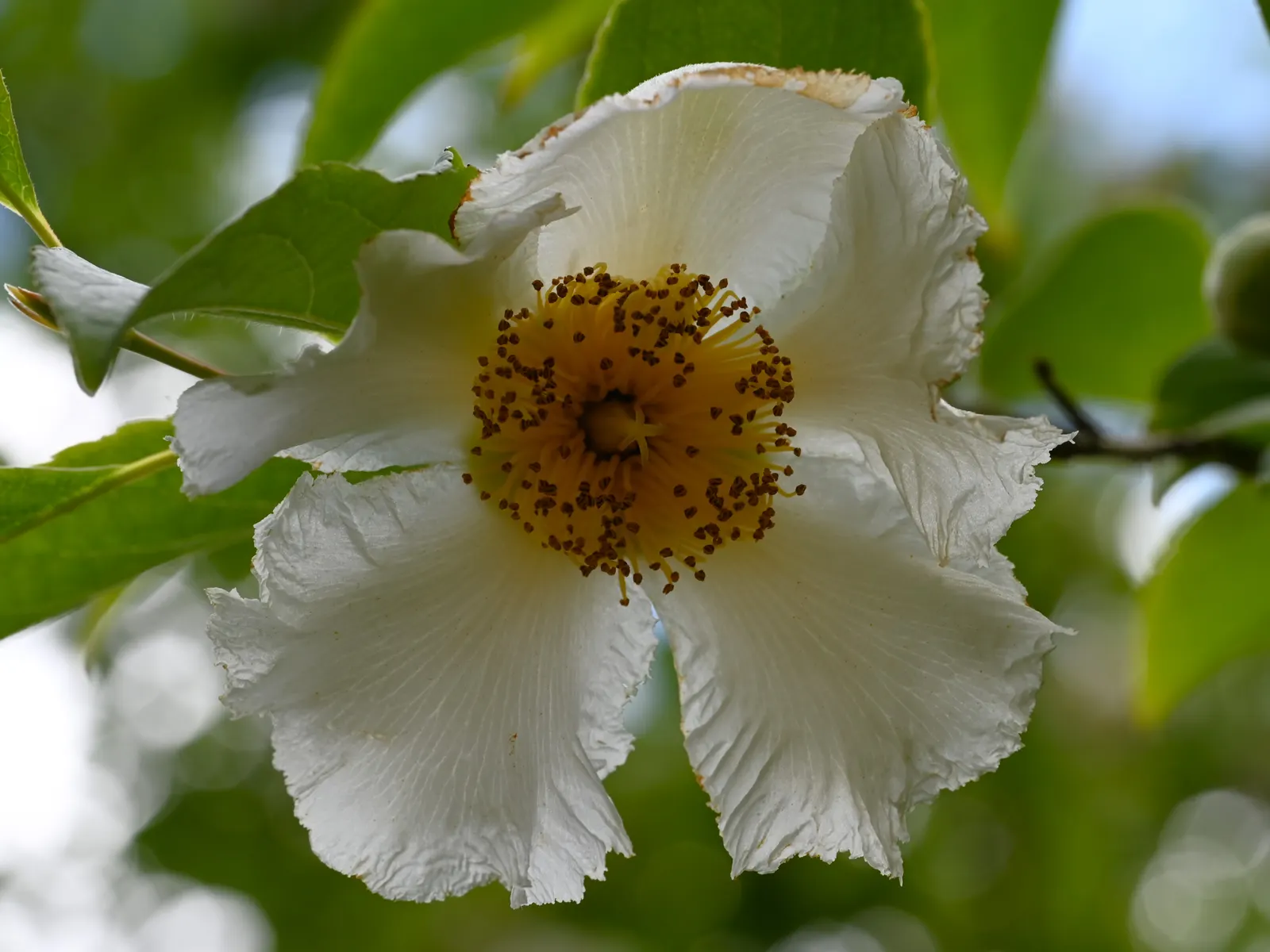 Japanese Stewartia (Stewartia Pseudocamellia) — adding elegance to any landscape design