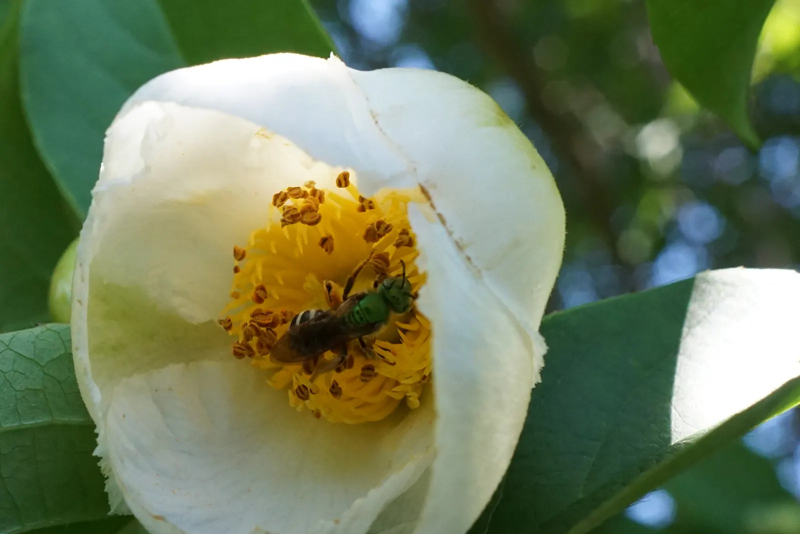 Japanese Stewartia (Stewartia Pseudocamellia) — The Japanese Stewartia (Stewartia pseudocamellia) is an exquisite small to medium-sized deciduous, image 49