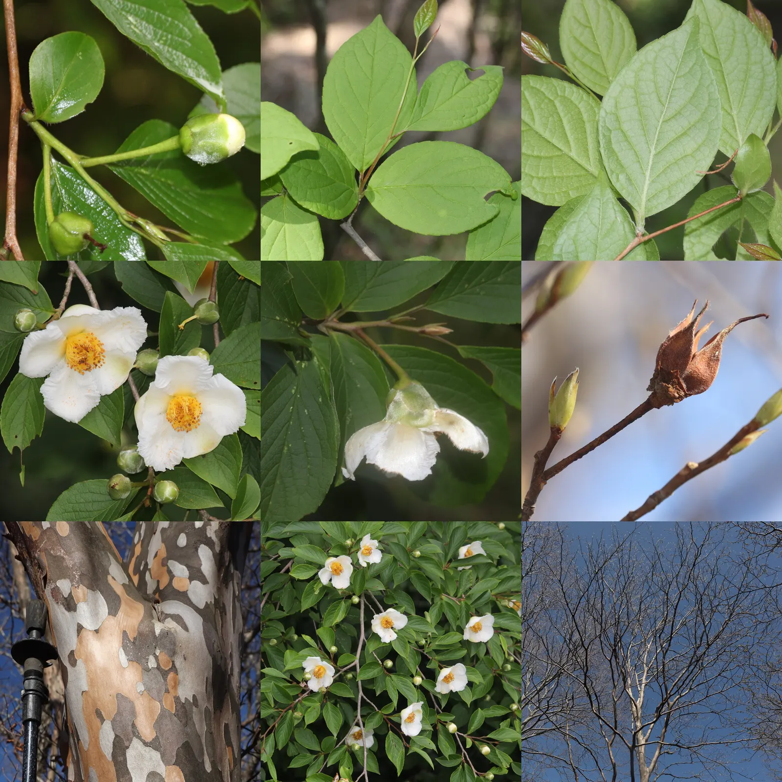 Japanese Stewartia (Stewartia Pseudocamellia) — and partial to full sun exposure.<br><br>Requiring moderate watering; adding a touch of elegance, image 67