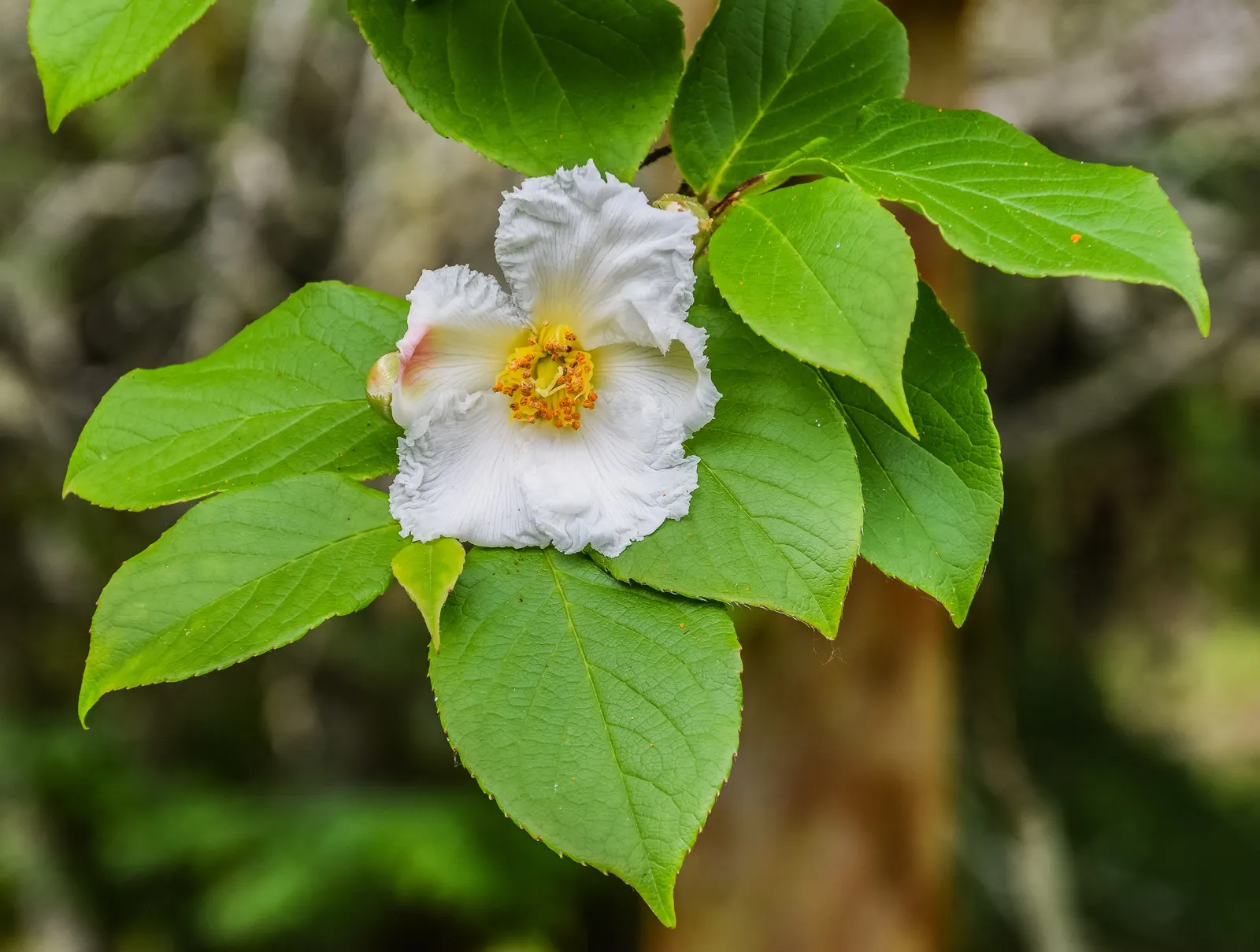 Japanese Stewartia (Stewartia Pseudocamellia) — making it an exquisite focal point in the garden year-round; tree for half or shade, image 69