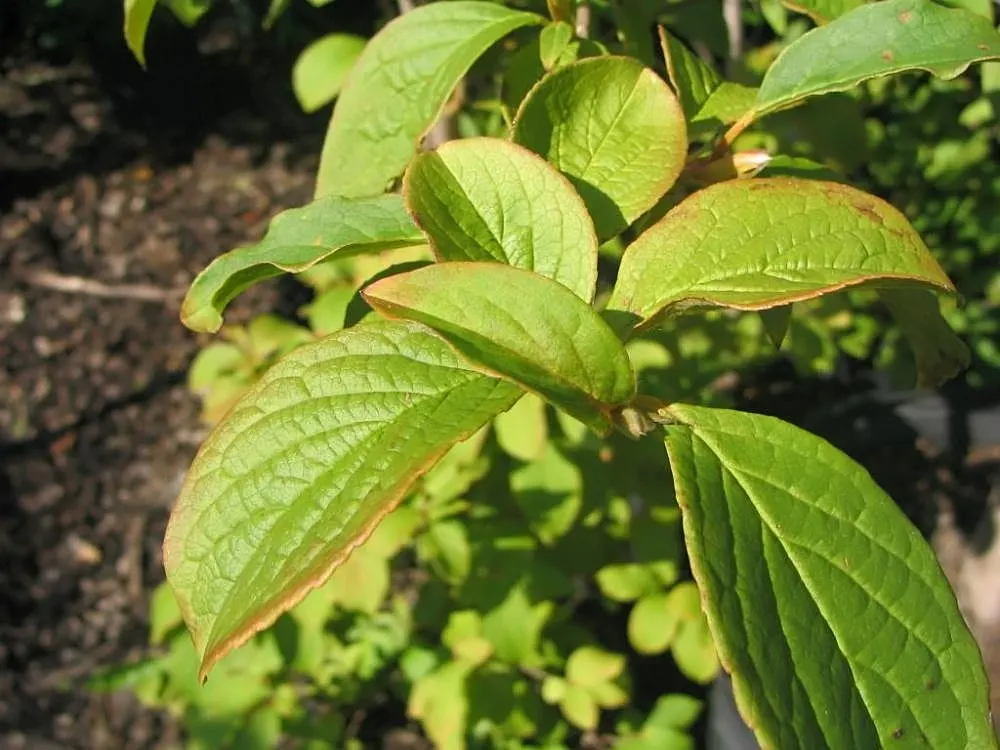 Japanese Stewartia (Stewartia Pseudocamellia) — each blossom measuring about 2 to 3 inches in diameter; which exfoliates to reveal a mosaic of gray, image 61