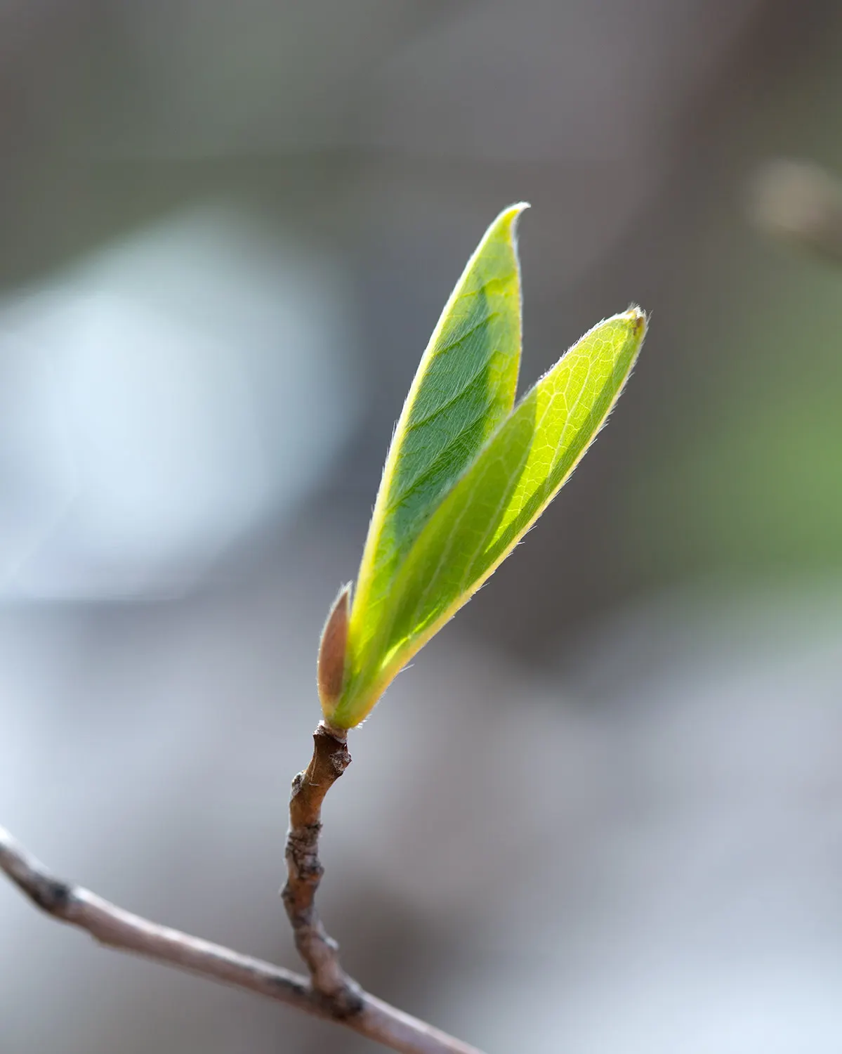 Japanese Stewartia (Stewartia Pseudocamellia) — adding a touch of elegance and beauty throughout the year; and partial to full sun exposure.<br><br>Requiring