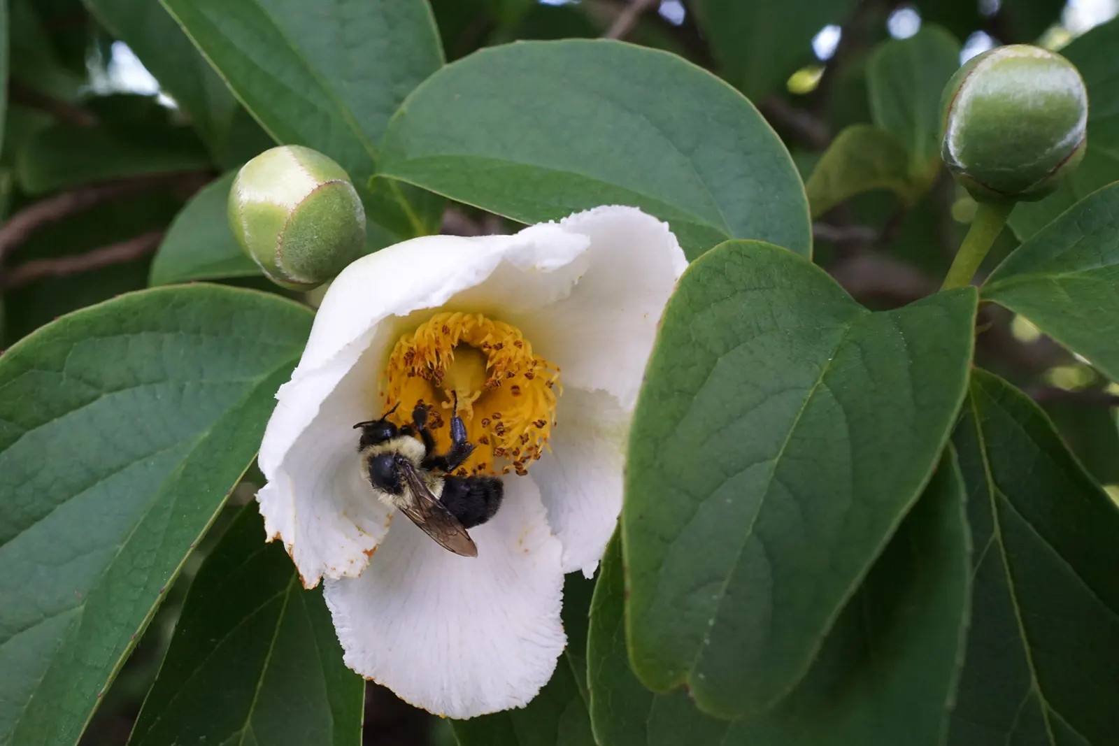 Japanese Stewartia (Stewartia Pseudocamellia) — Growing to an average height of 20 to 40 feet with a spread of 15 to 30 feet; growing 20-40 feet, image 59