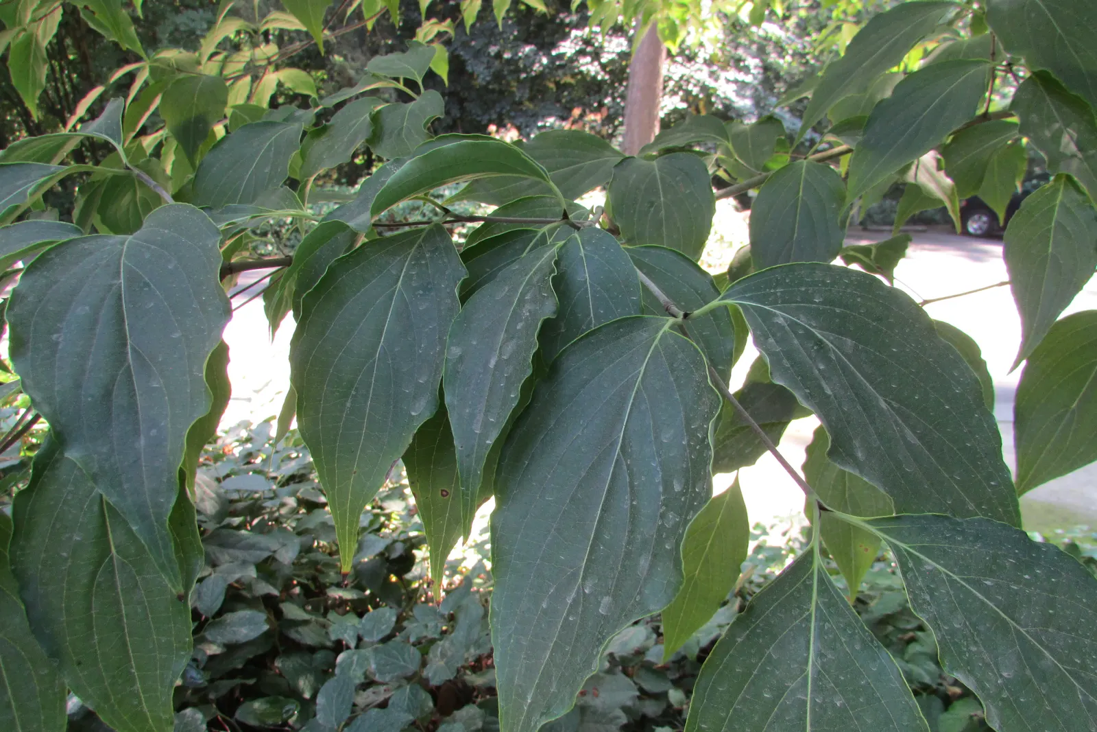 Japanese Stewartia (Stewartia Pseudocamellia) — It thrives in USDA hardiness zones 5 through 8