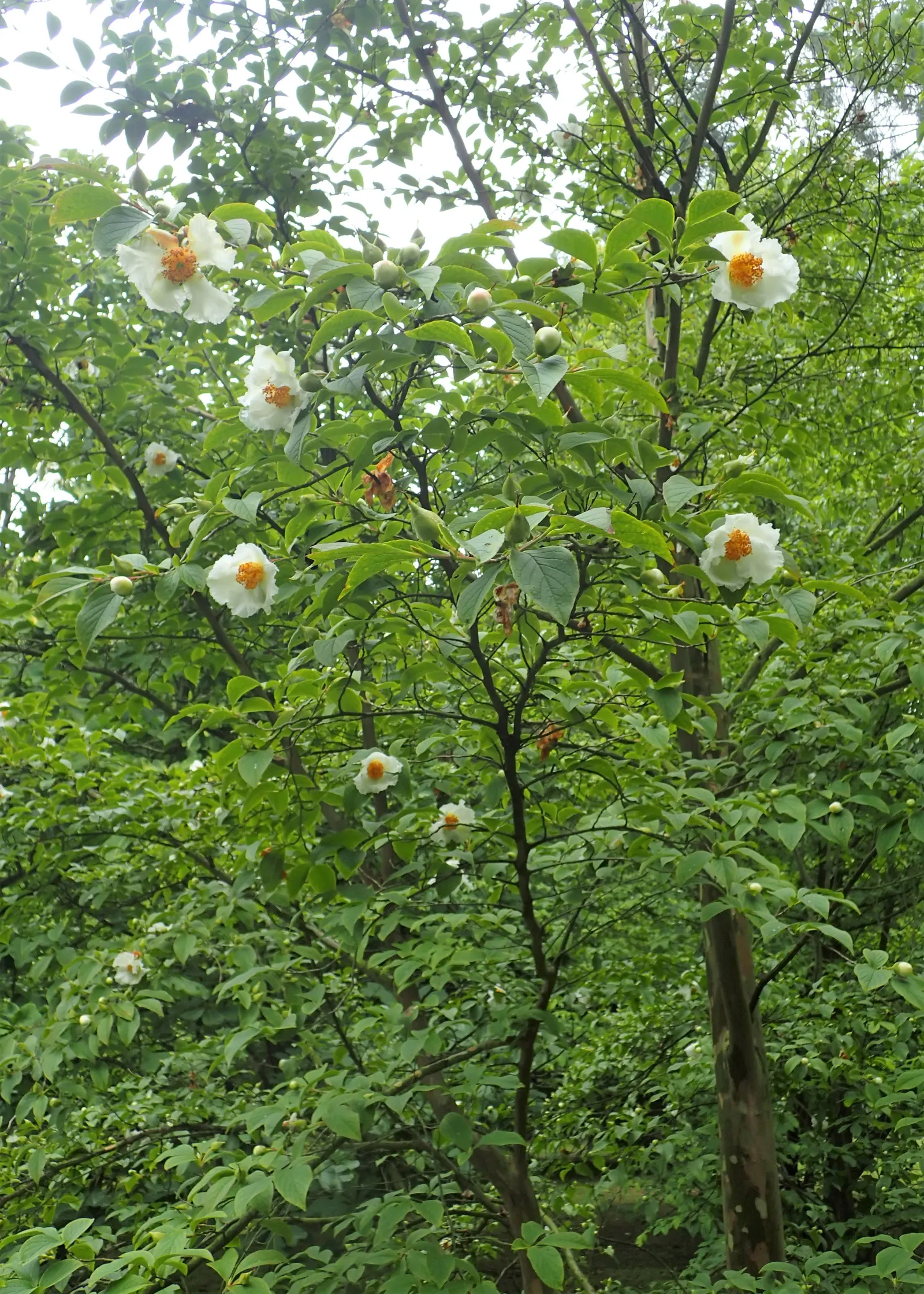 Japanese Stewartia (Stewartia Pseudocamellia) — offering stunning visual interest in the winter landscape