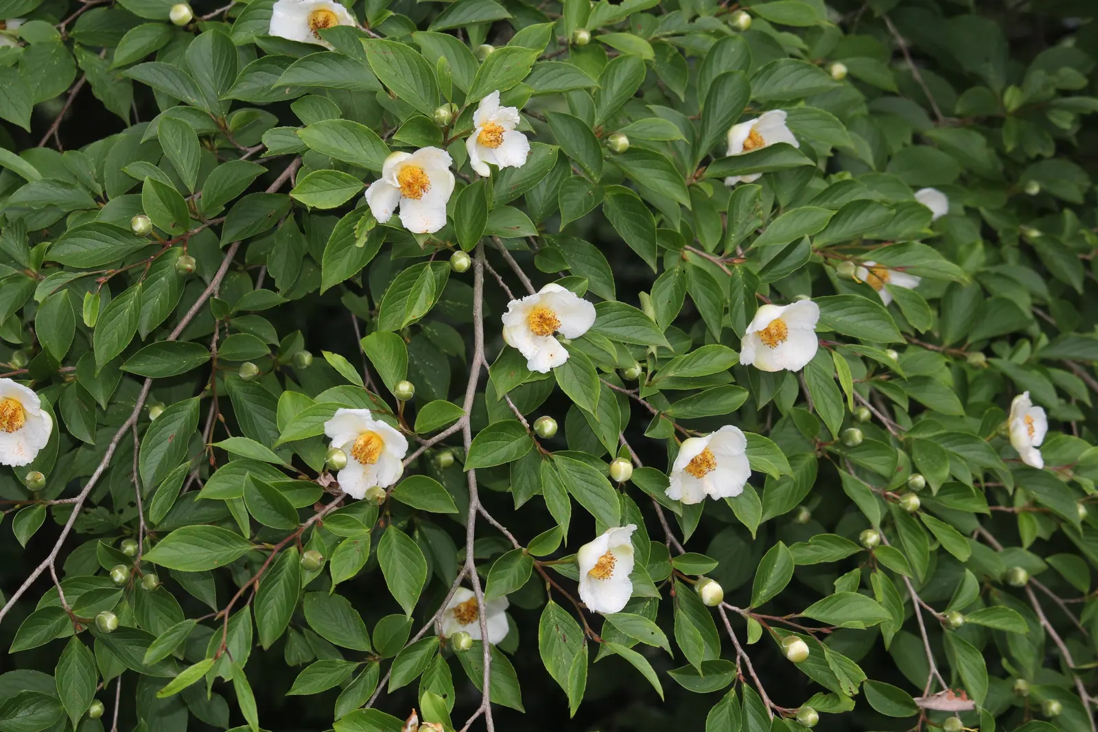 Japanese Stewartia (Stewartia Pseudocamellia) — this specimen thrives in USDA zones 5-8