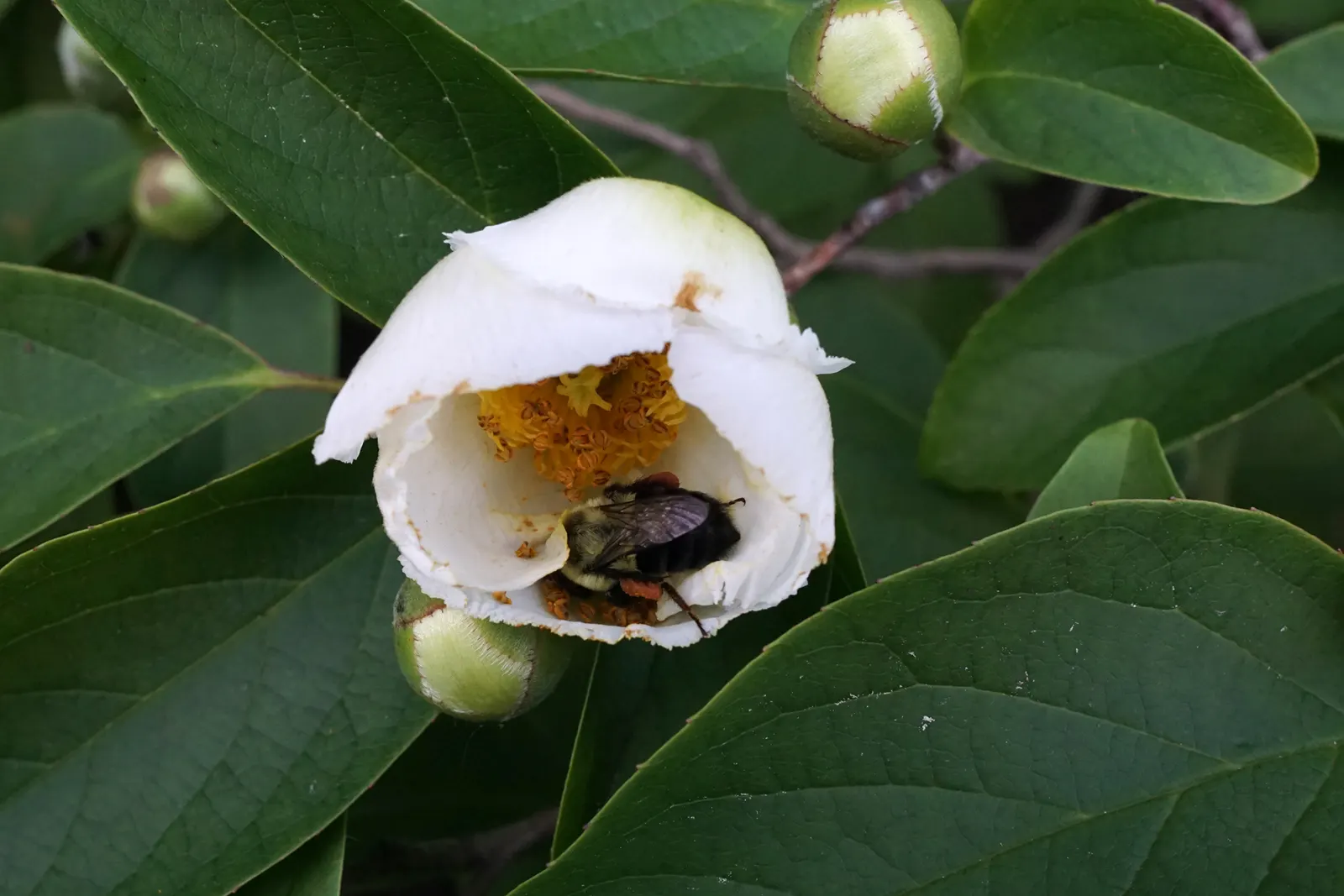 Japanese Stewartia (Stewartia Pseudocamellia) — this specimen thrives in USDA zones 5-8; white flowers in the garden