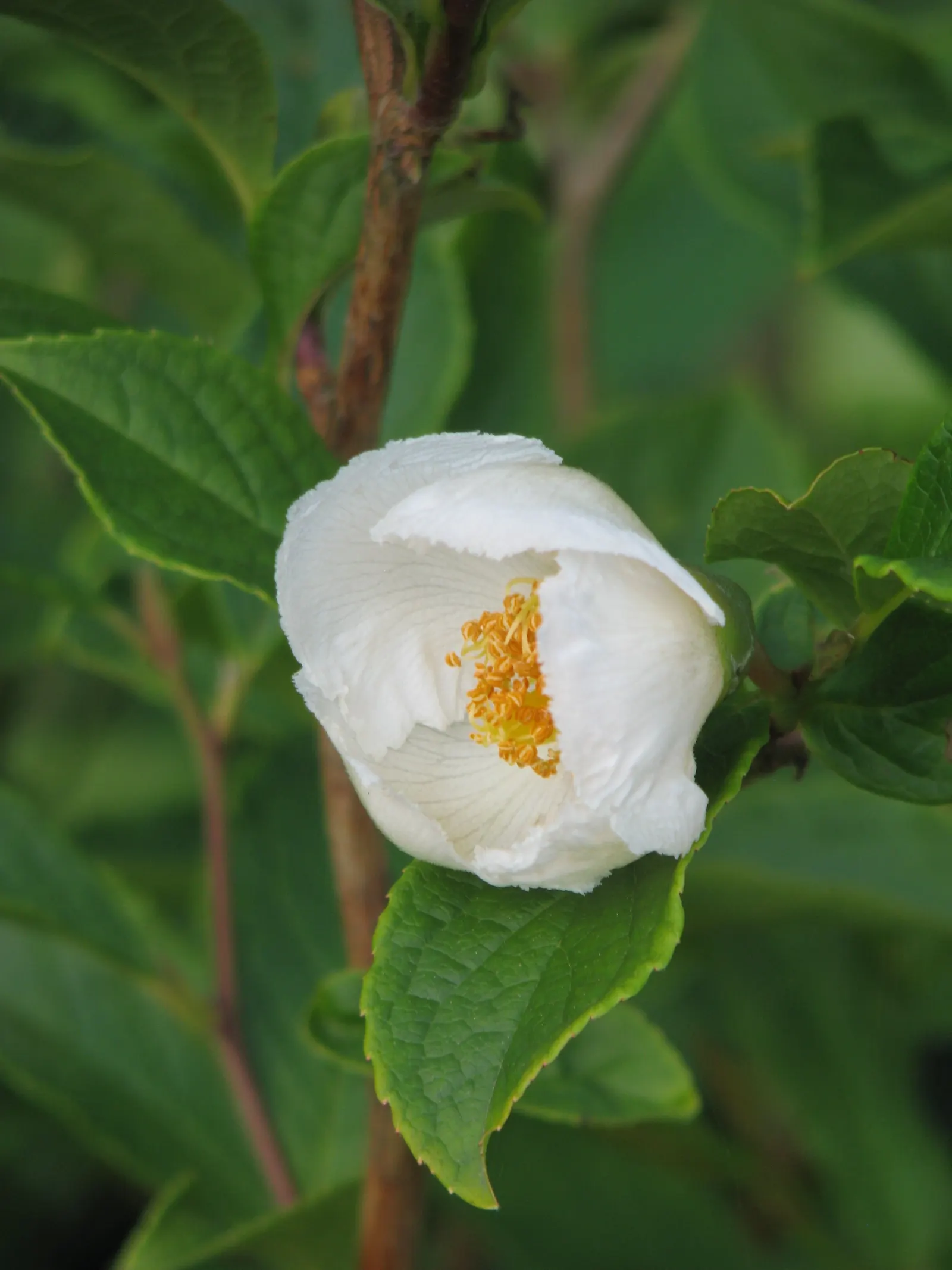 Japanese Stewartia (Stewartia Pseudocamellia) — offering stunning visual interest in the winter landscape; japanese Stewartia should be planted, image 65