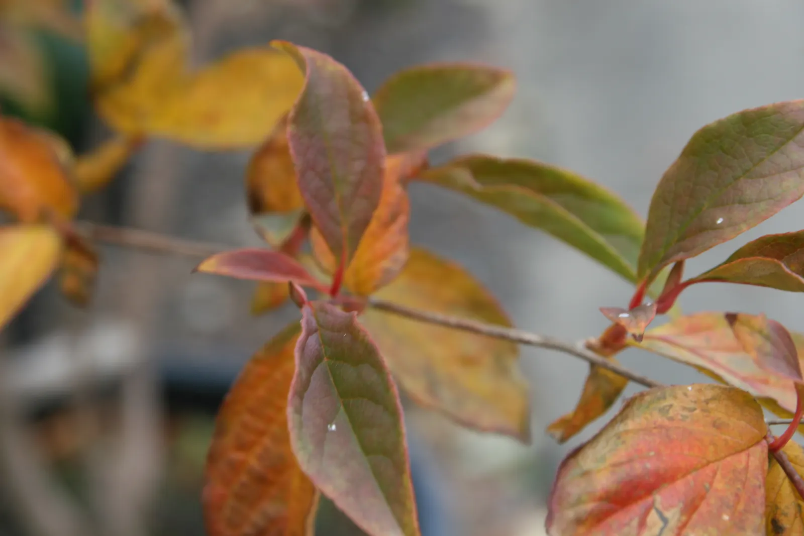 Japanese Stewartia (Stewartia Pseudocamellia) — Japanese Stewartia should be planted where its intricate aesthetic characteristics can be fully, image 68