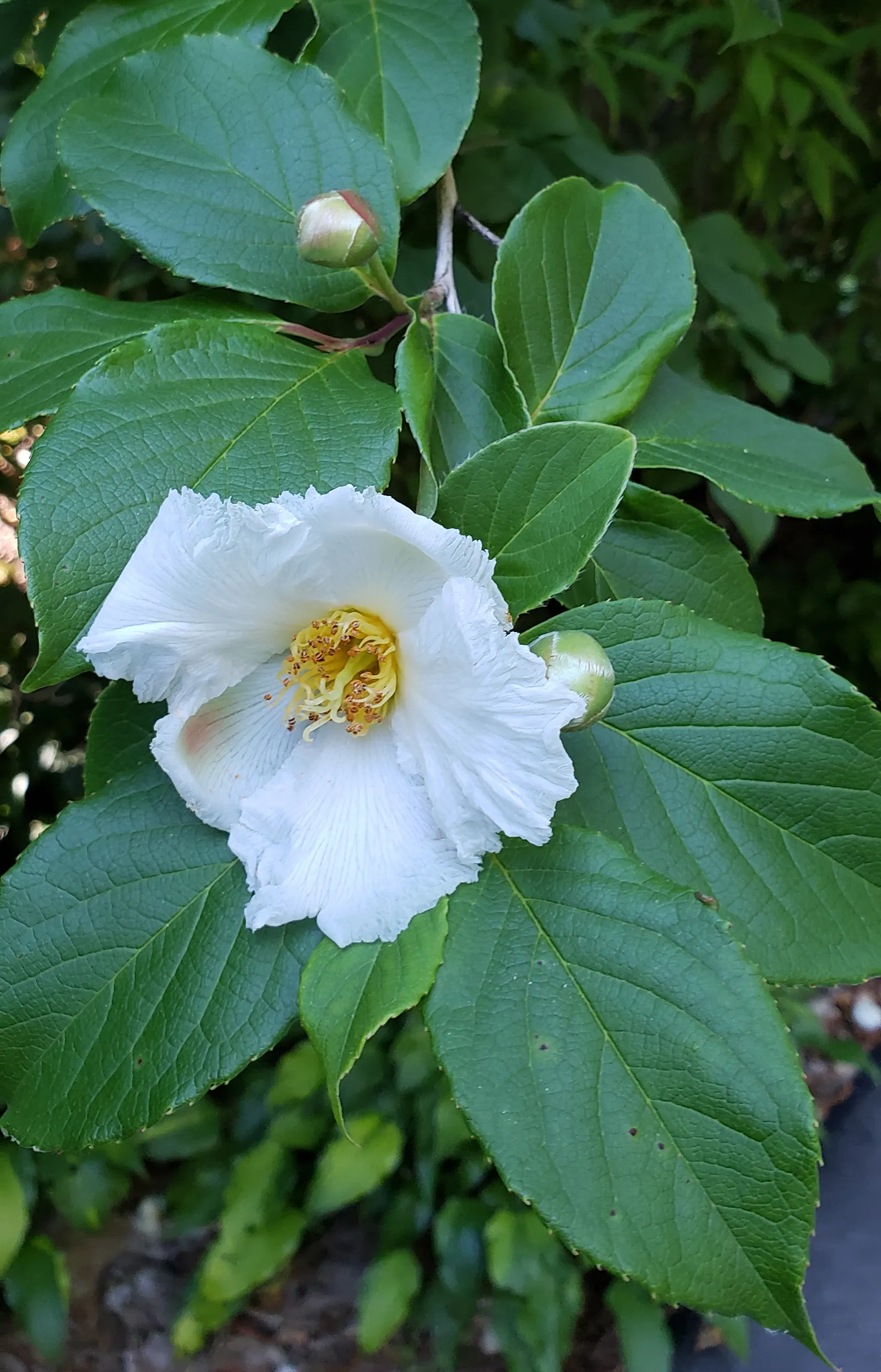 Japanese Stewartia (Stewartia Pseudocamellia) — Celebrated for its multi-season appeal; it thrives in USDA hardiness zones 5 through 8, image 51