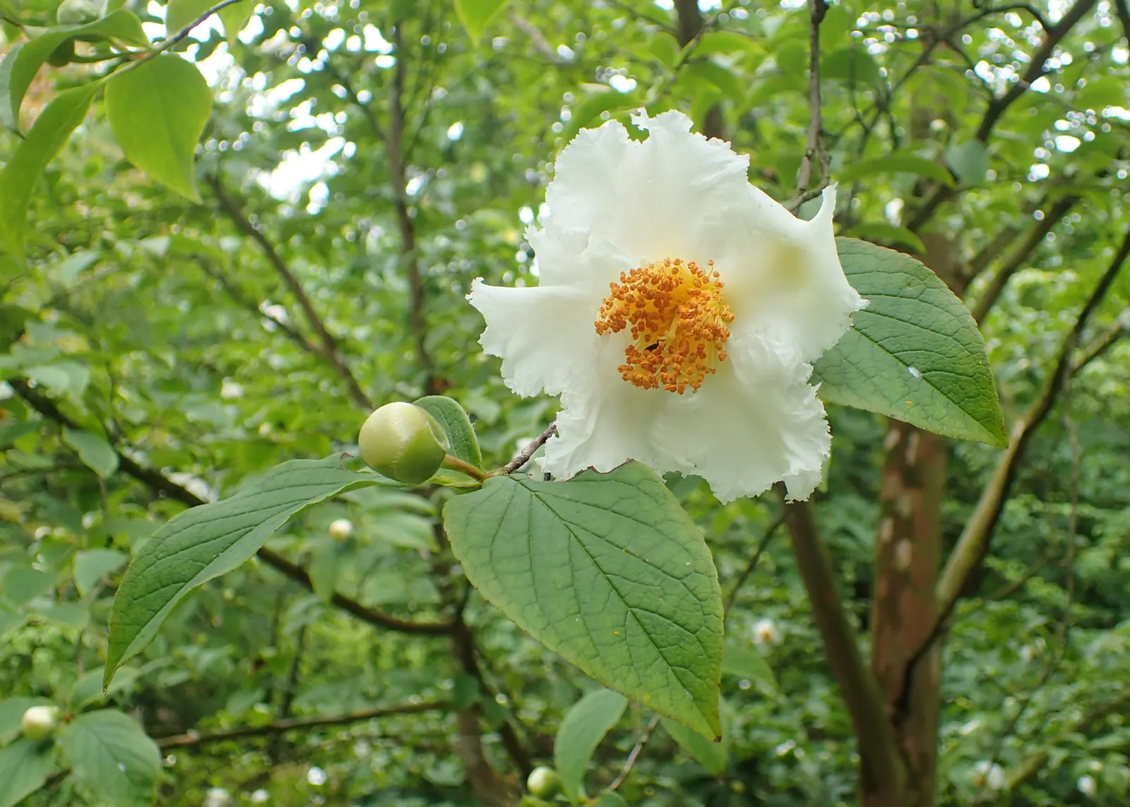 Japanese Stewartia (Stewartia Pseudocamellia) — tree for half or shade
