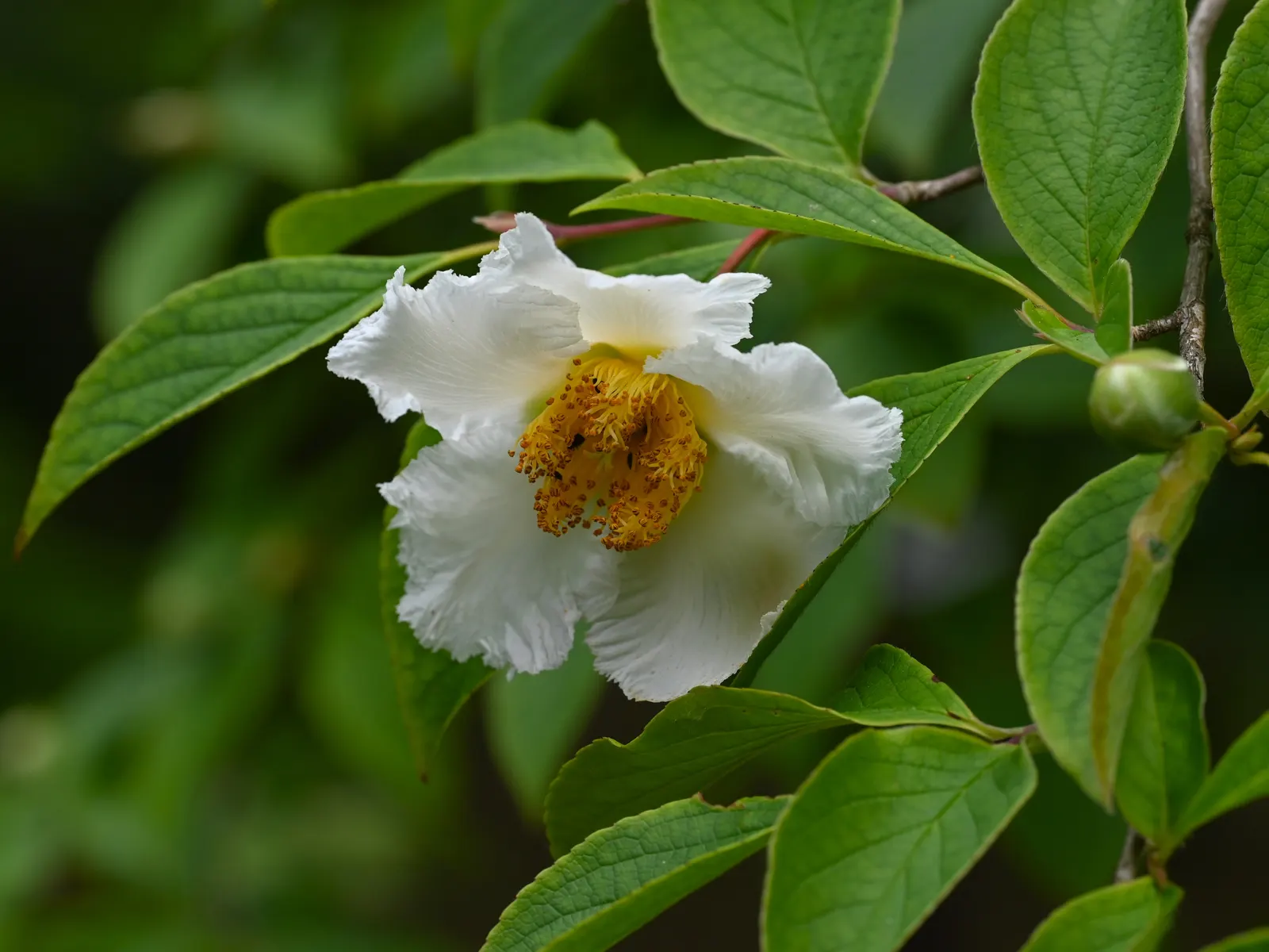 Japanese Stewartia (Stewartia Pseudocamellia) — The deciduous foliage provides a splendid color display in fall