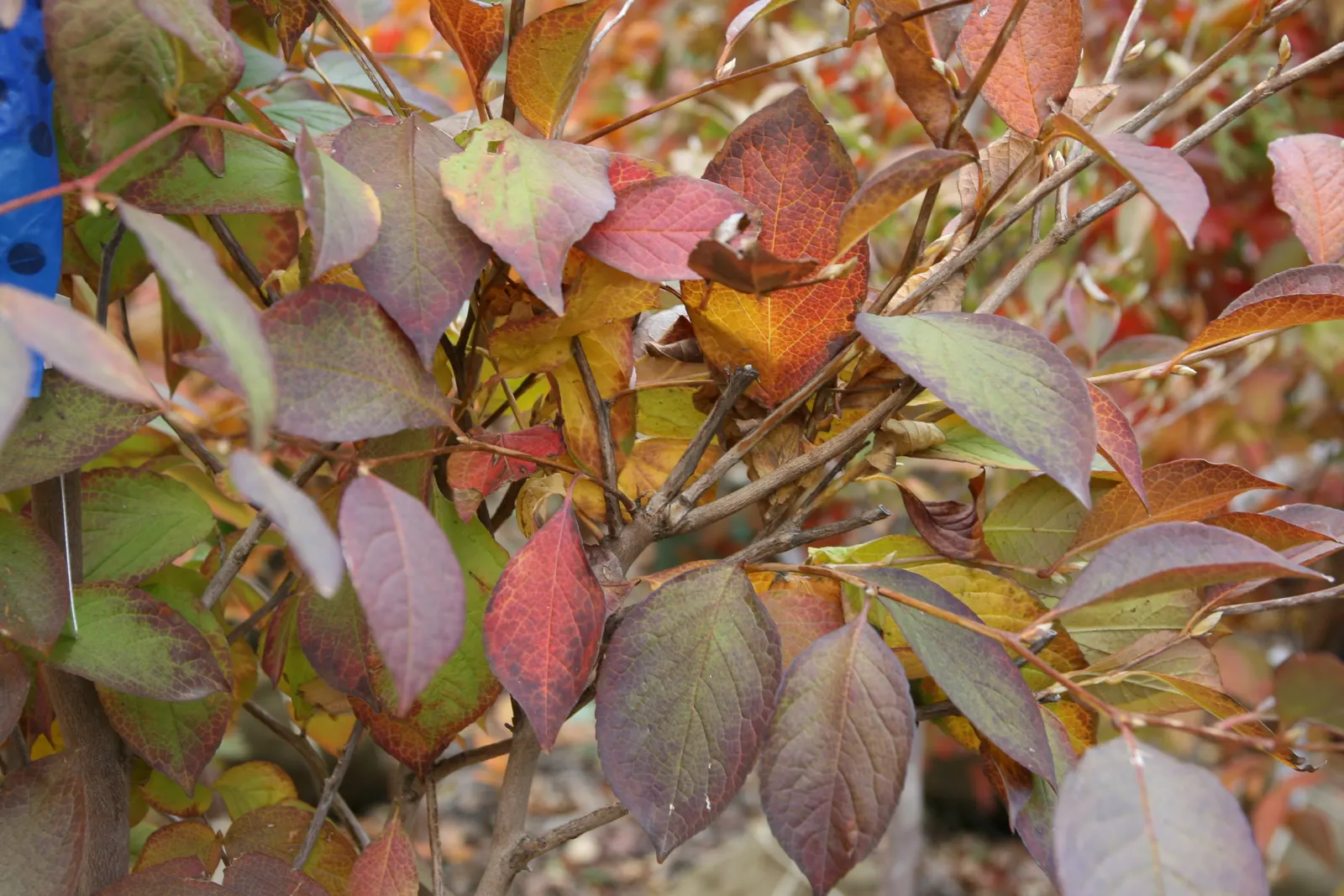 Japanese Stewartia (Stewartia Pseudocamellia) — It thrives in USDA hardiness zones 5 through 8; celebrated for its multi-season appeal, image 66