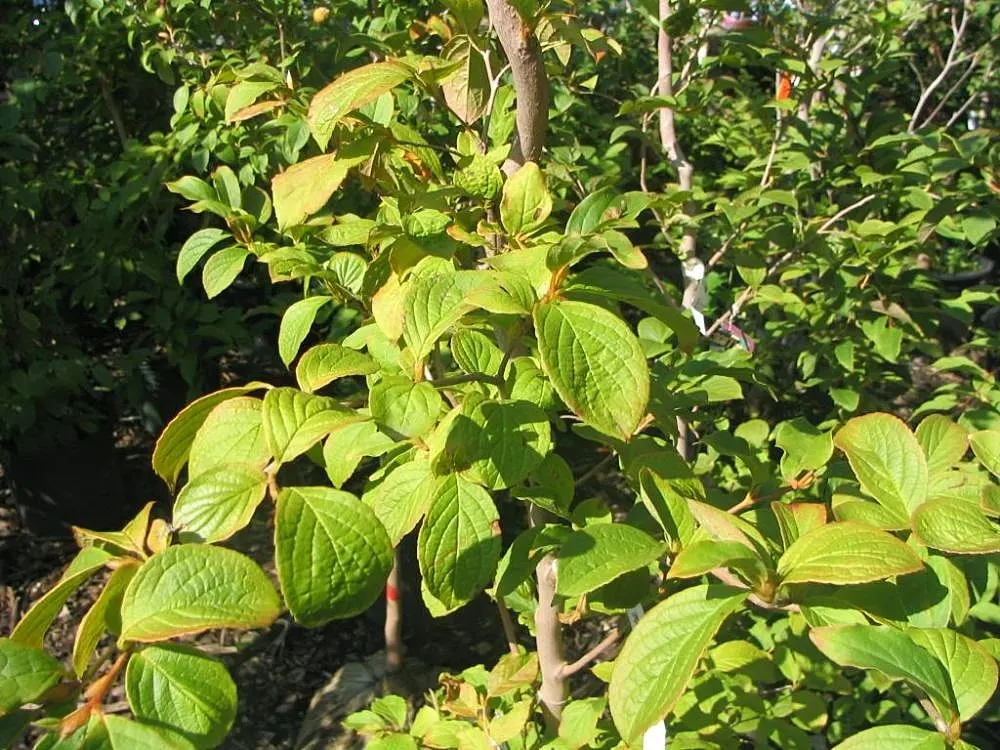 Japanese Stewartia (Stewartia Pseudocamellia) — adding a touch of elegance and beauty throughout the year; and partial to full sun, image 58