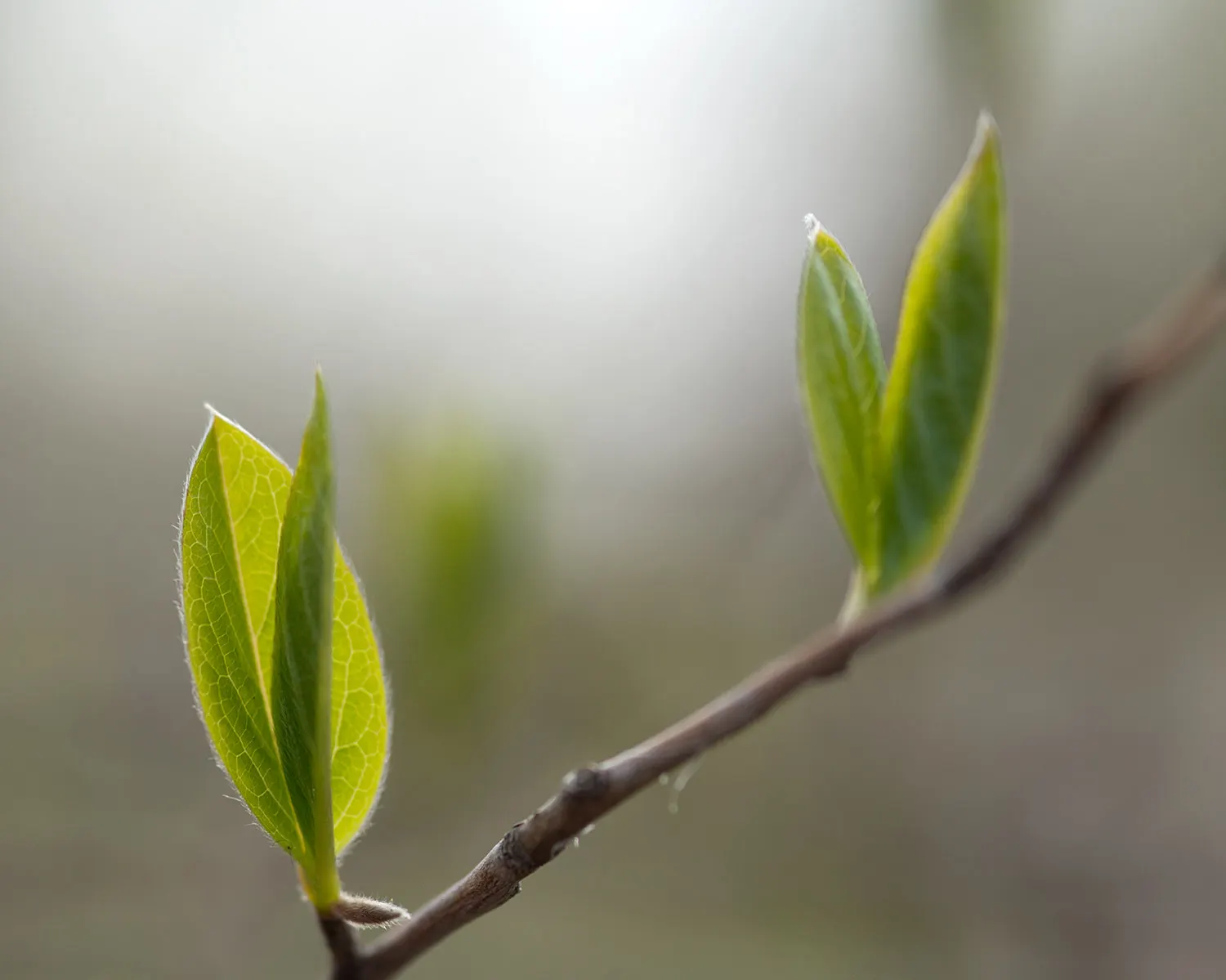 Japanese Stewartia (Stewartia Pseudocamellia) — tree with white blooms; contrasting beautifully against the dark green