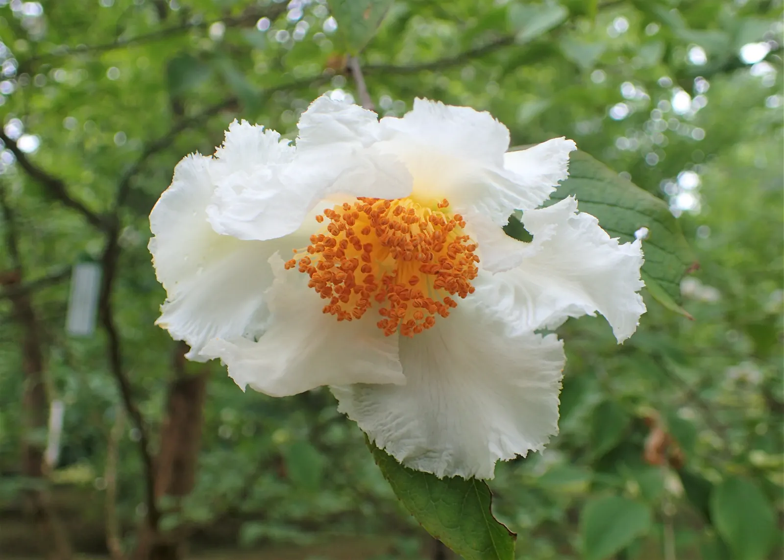 Japanese Stewartia (Stewartia Pseudocamellia) — making it an exquisite focal point in the garden year-round