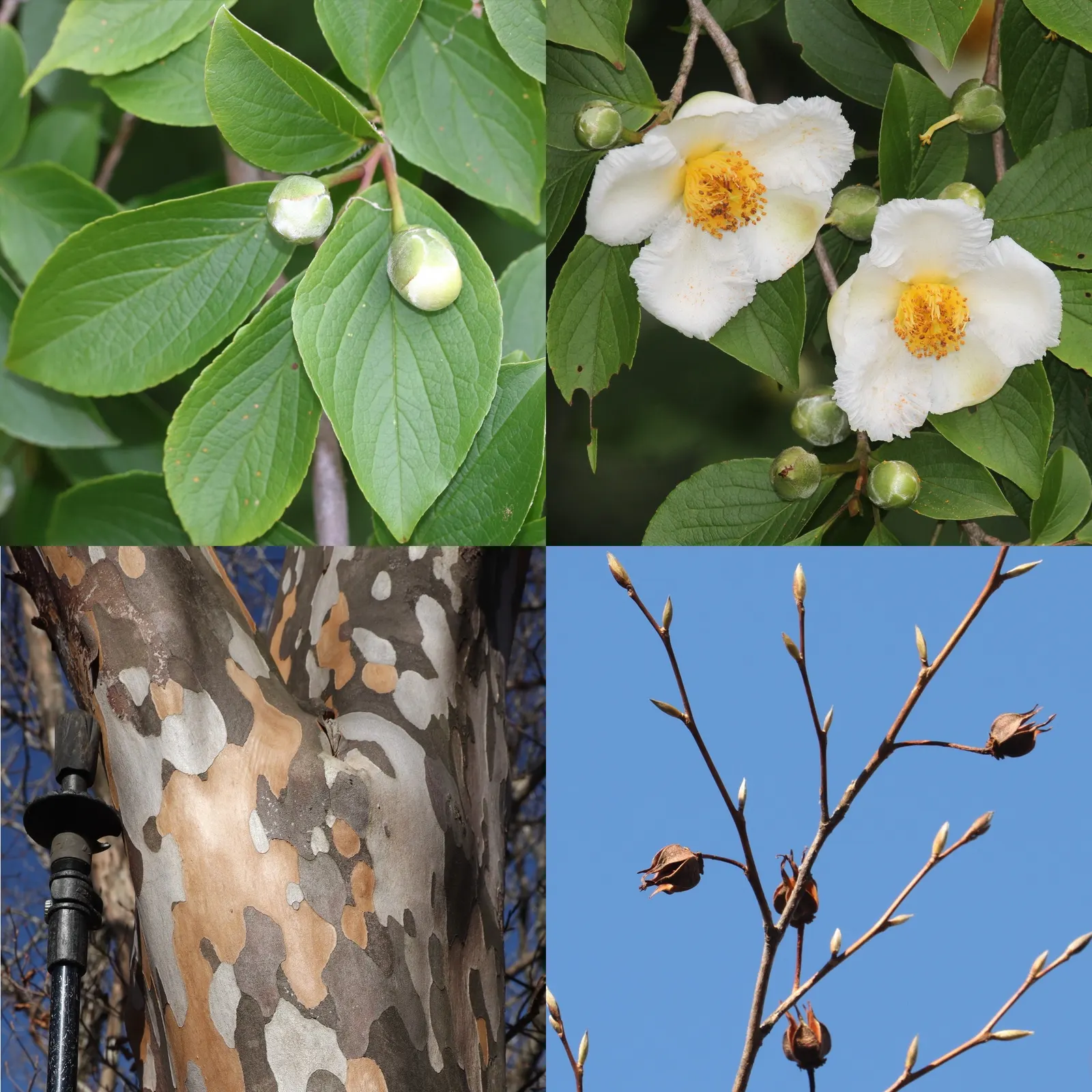 Japanese Stewartia (Stewartia Pseudocamellia) — Preferring partial shade and well-draining acidic soil; the deciduous foliage provides a splendid color display
