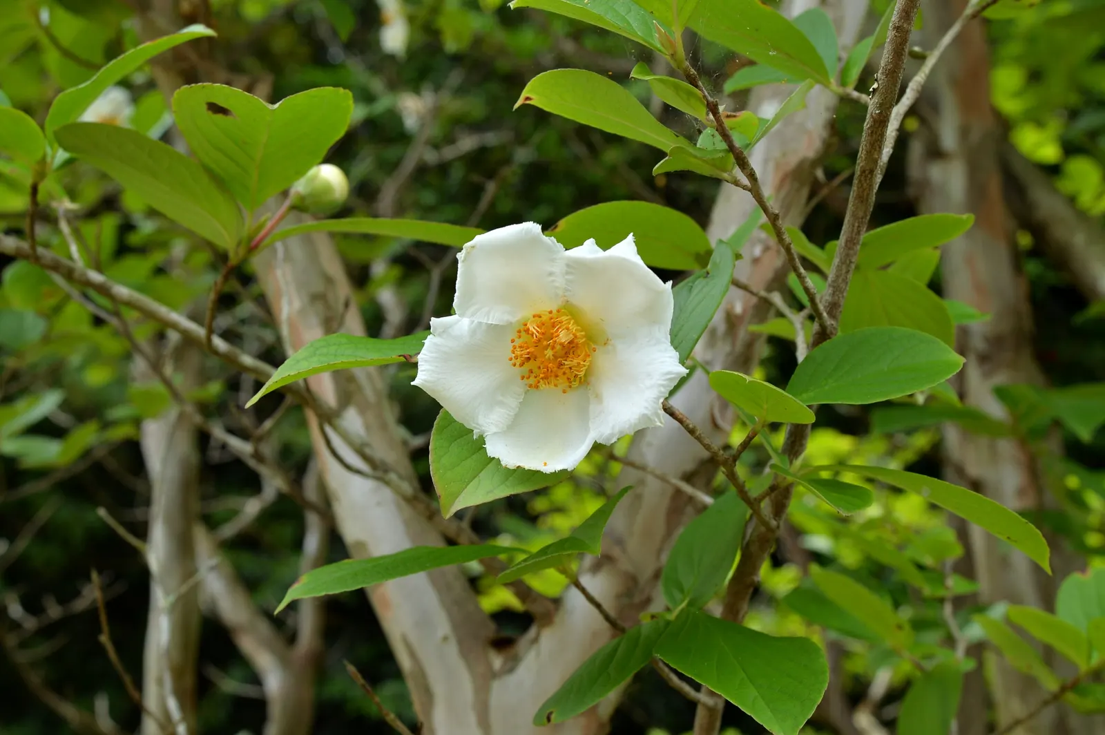 Japanese Stewartia (Stewartia Pseudocamellia) — growing 20-40 feet tall with a spread of 15-30 feet; growing to an average height of 20 to 40 feet with a
