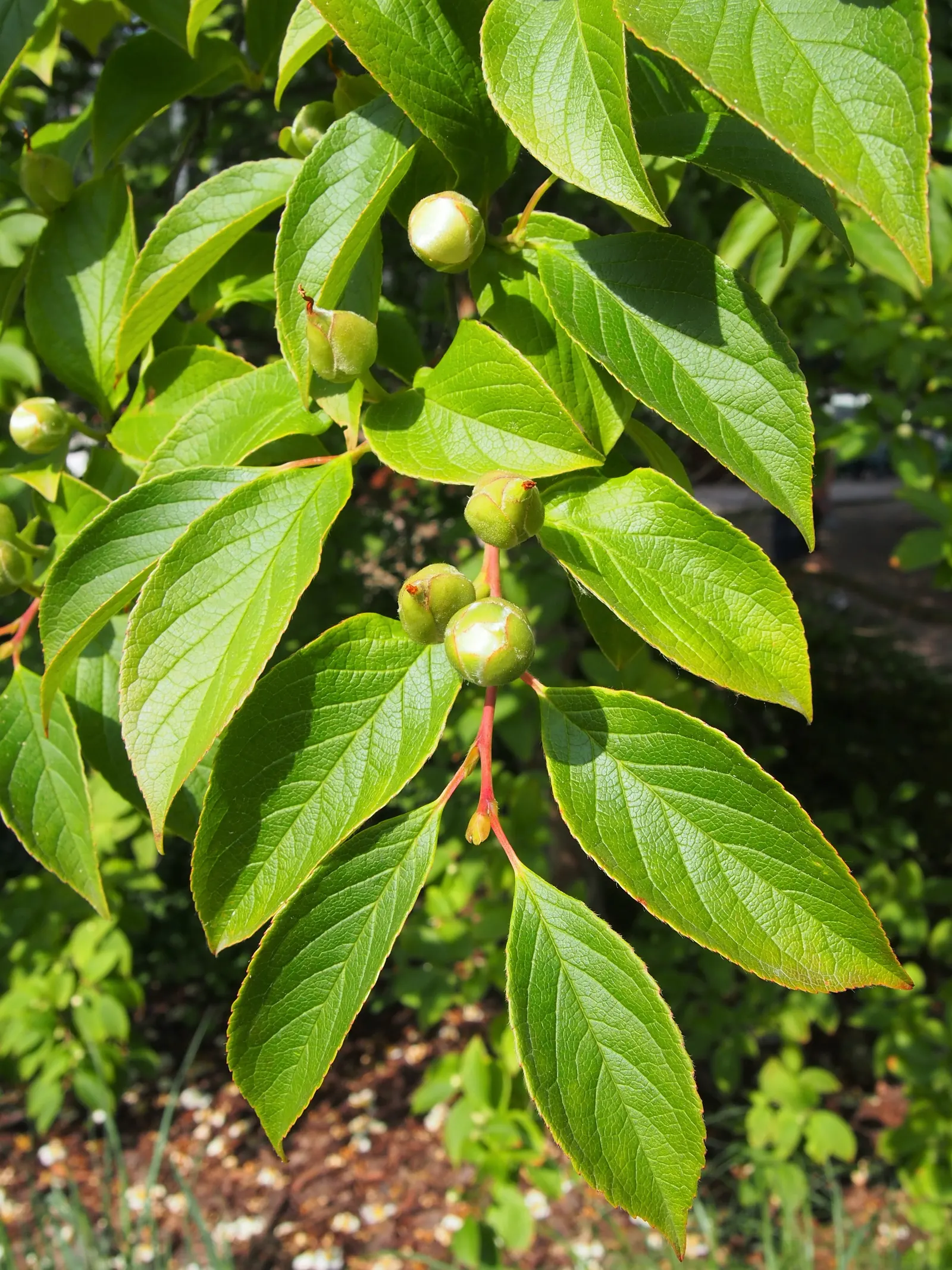 Japanese Stewartia (Stewartia Pseudocamellia) — The deciduous foliage provides a splendid color display in fall; preferring partial shade and well-draining
