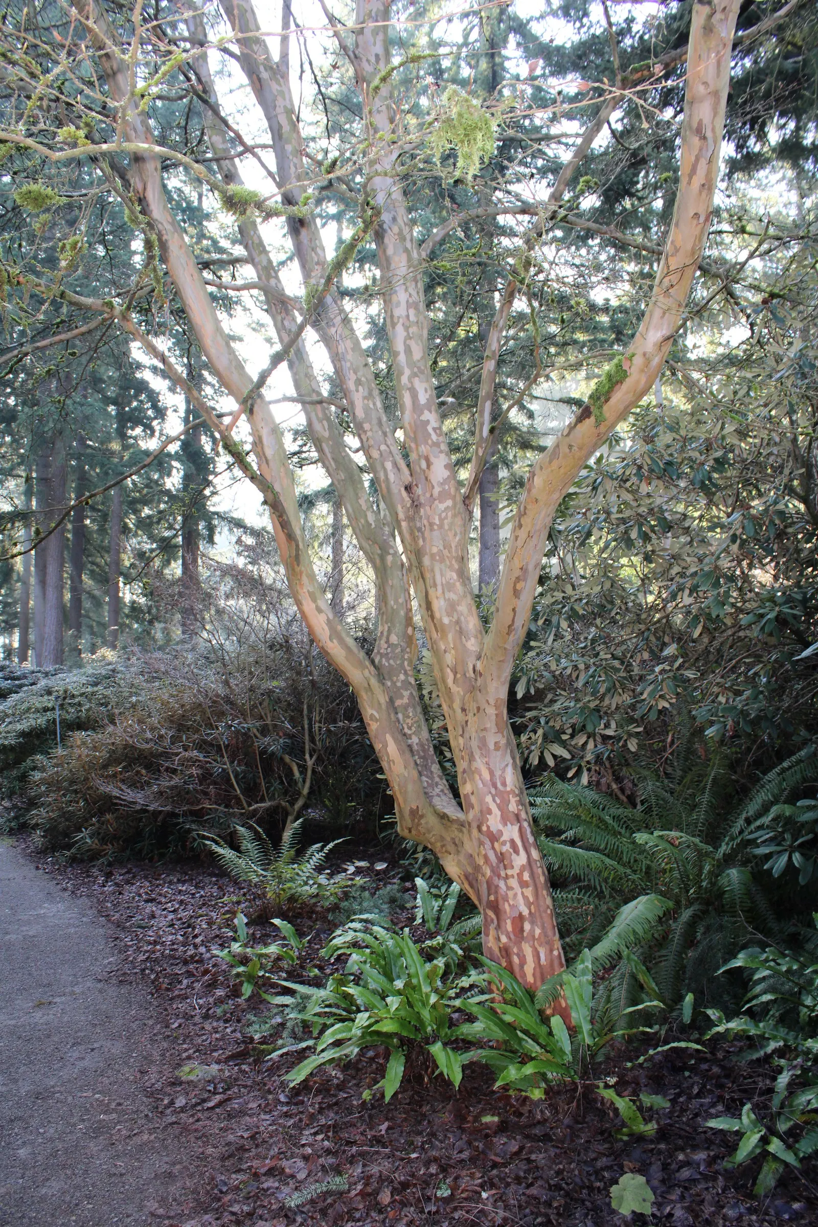 Japanese Stewartia (Stewartia Pseudocamellia) — Growing to an average height of 20 to 40 feet with a spread of 15 to 30 feet; growing 20-40 feet tall with a