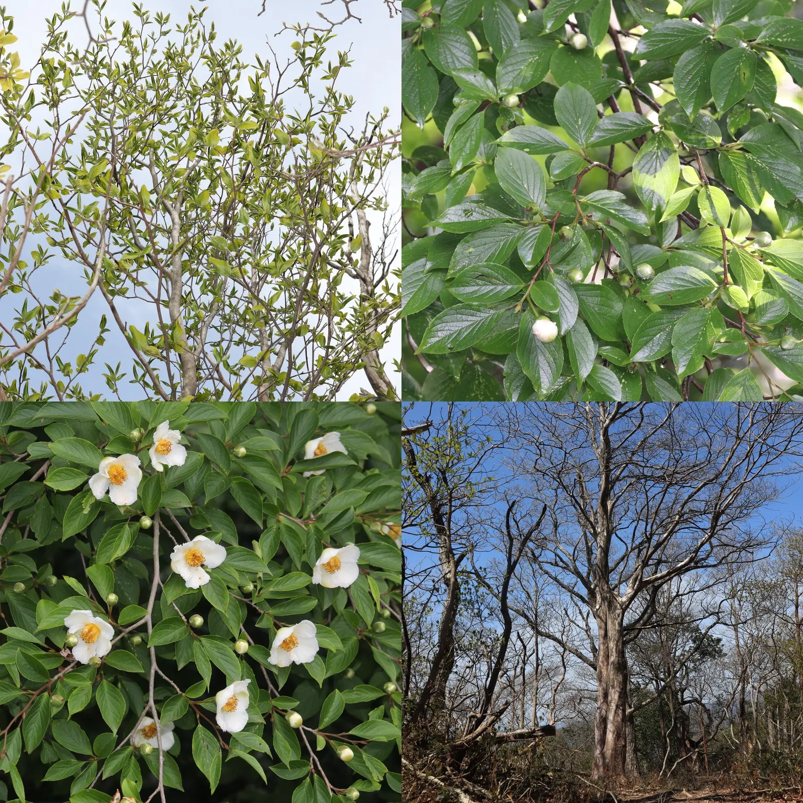 Japanese Stewartia (Stewartia Pseudocamellia) — The deciduous foliage provides a splendid color display in fall; preferring partial shade and, image 63