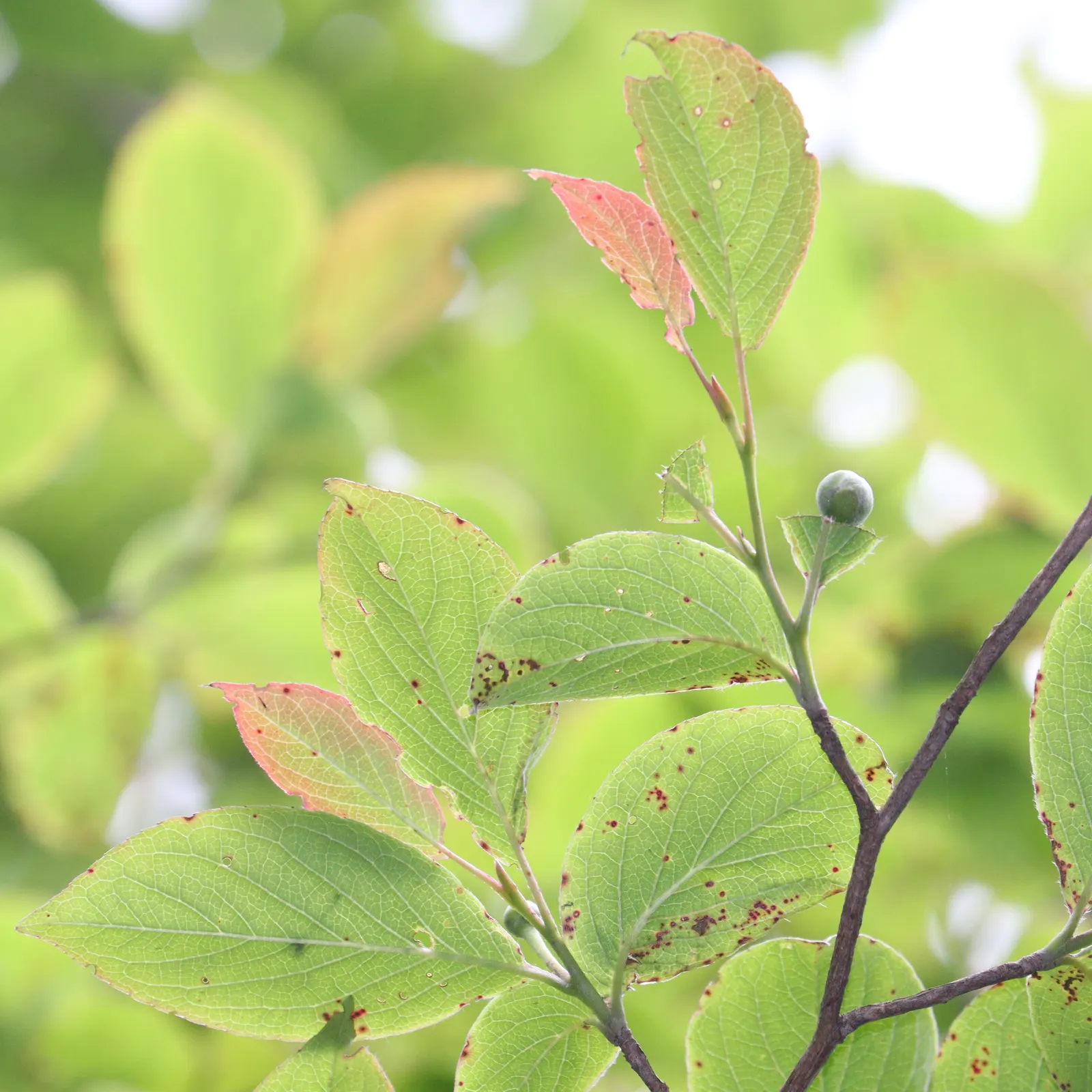 Japanese Stewartia (Stewartia Pseudocamellia) — Preferring partial shade and well-draining acidic soil; the deciduous foliage provides a splendid, image 54