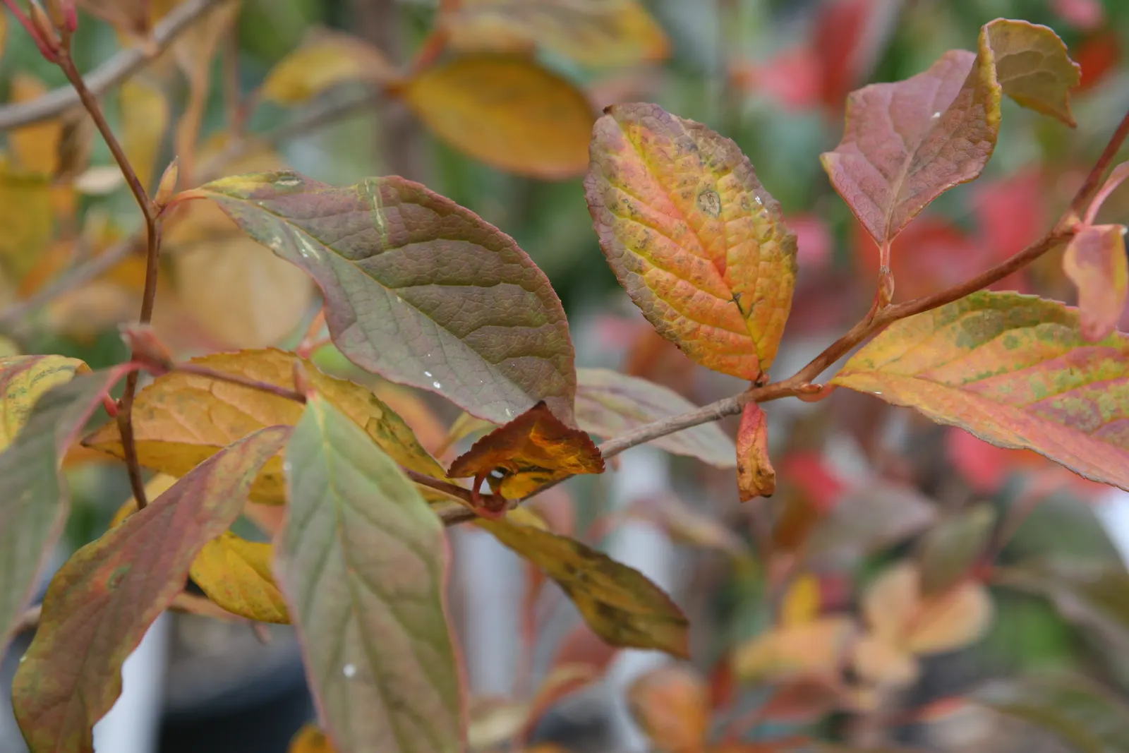 Japanese Stewartia (Stewartia Pseudocamellia) — offering stunning visual interest in the winter landscape; japanese Stewartia should be planted where its