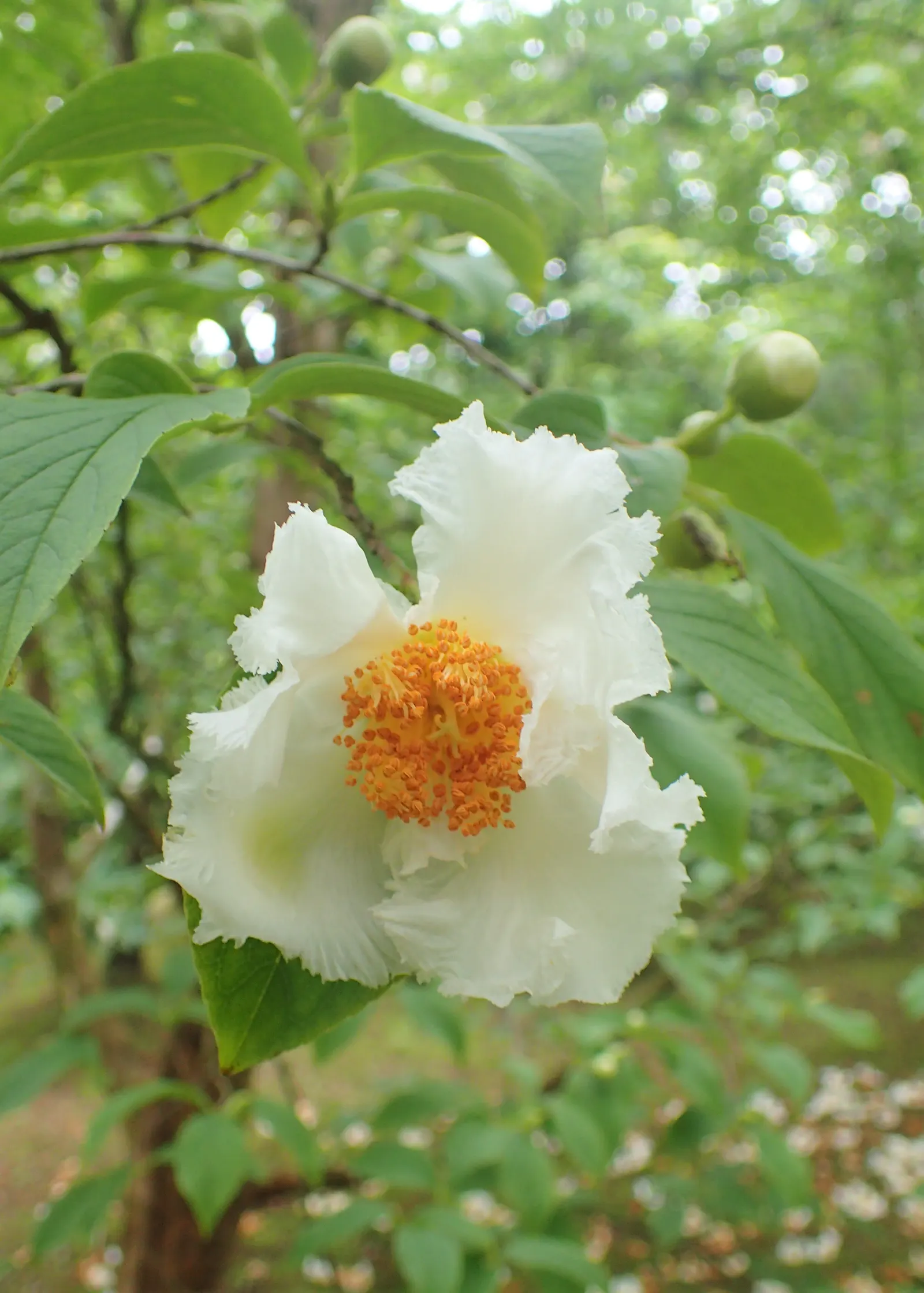 Japanese Stewartia (Stewartia Pseudocamellia) — Celebrated for its multi-season appeal; it thrives in USDA hardiness zones 5 through 8