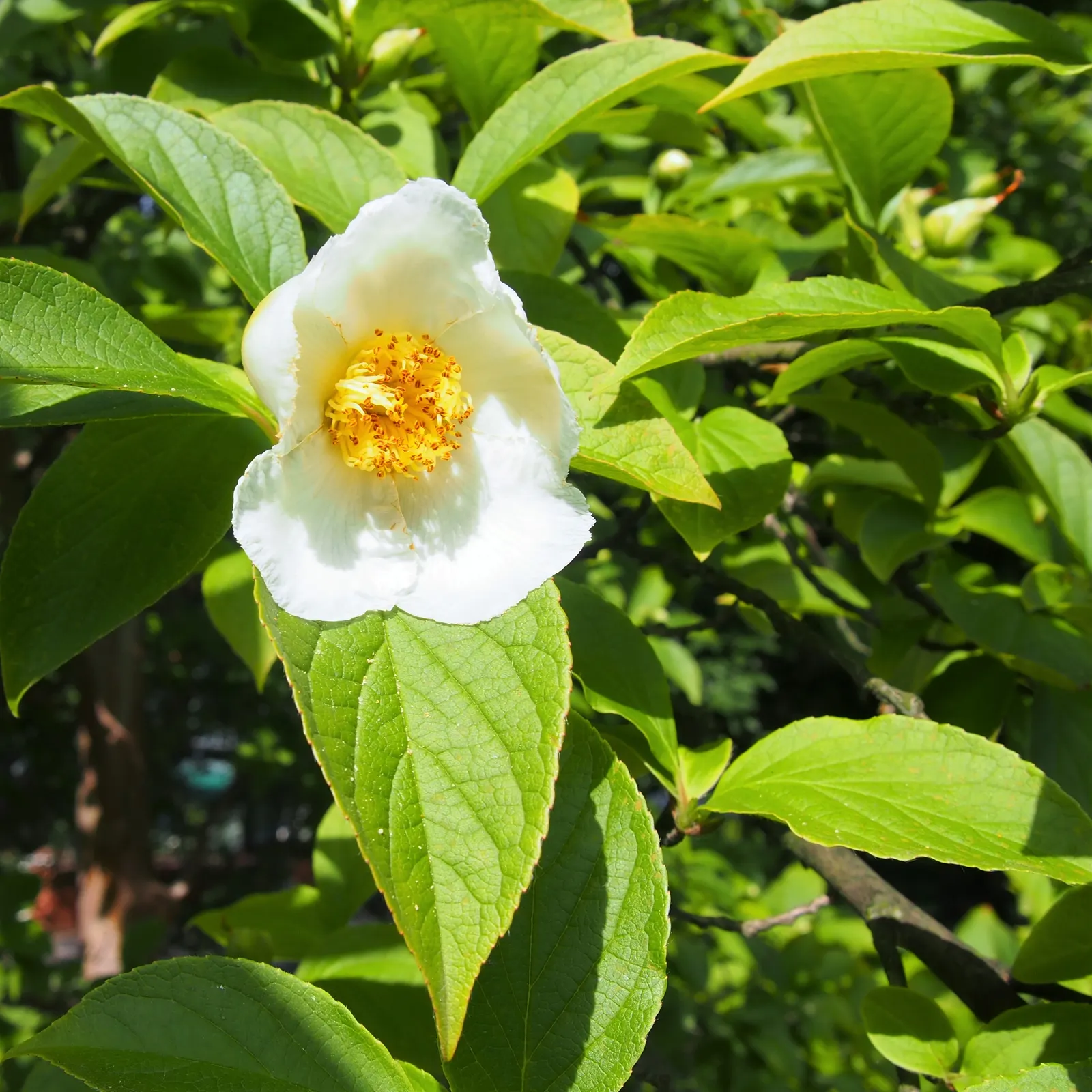 Japanese Stewartia (Stewartia Pseudocamellia) — growing 20-40 feet tall with a spread of 15-30 feet
