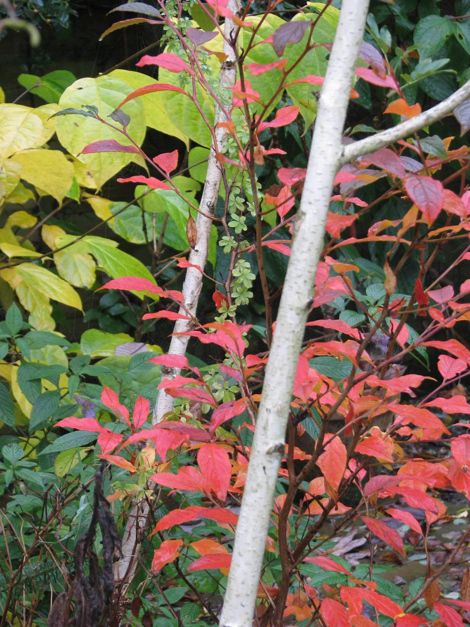 Japanese Stewartia (Stewartia Pseudocamellia) — Preferring partial shade and well-draining acidic soil