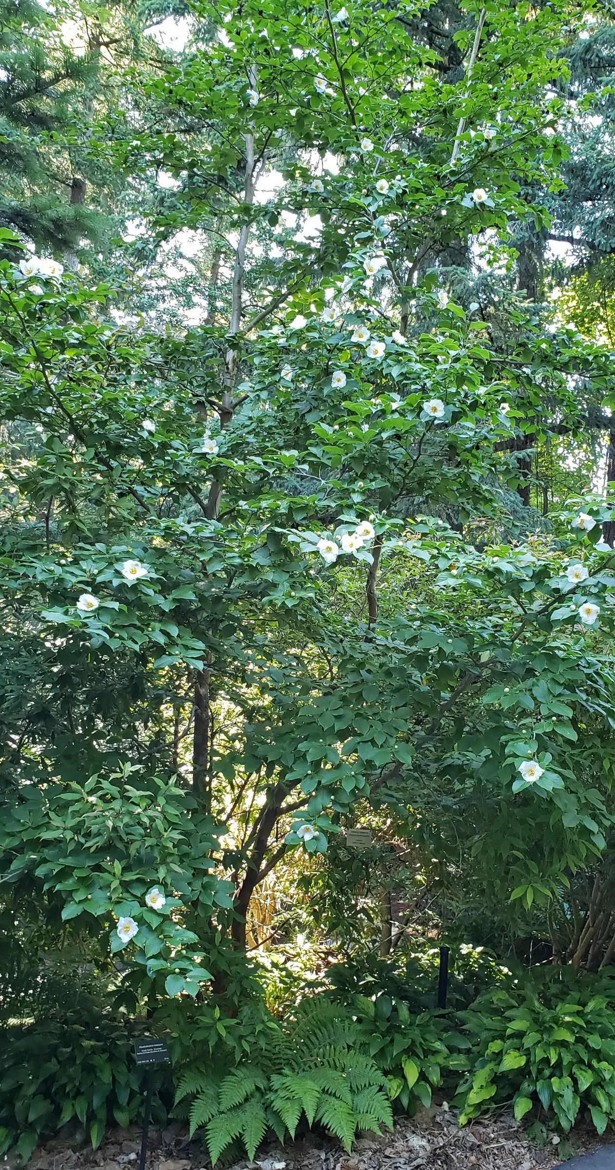 Japanese Stewartia (Stewartia Pseudocamellia) — is a captivating addition to any garden with its multi-seasonal interest; the Japanese Stewartia blooms with