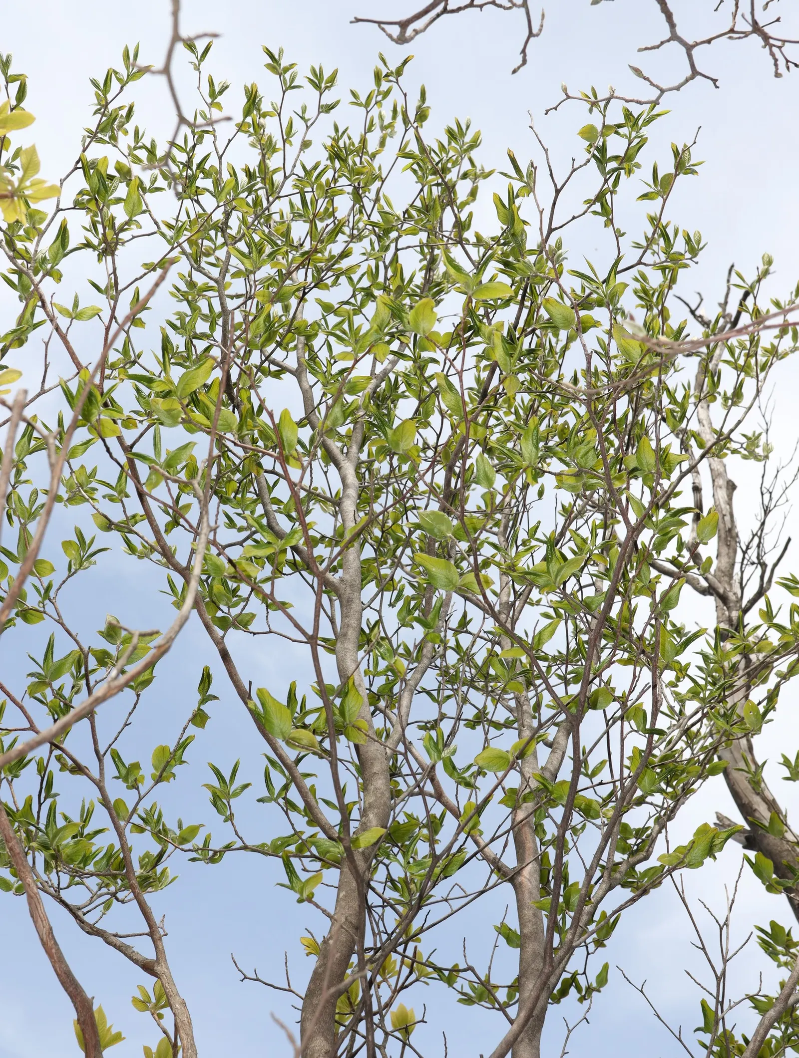 Japanese Stewartia (Stewartia Pseudocamellia) — Japanese Stewartia should be planted where its intricate aesthetic characteristics can be fully appreciated