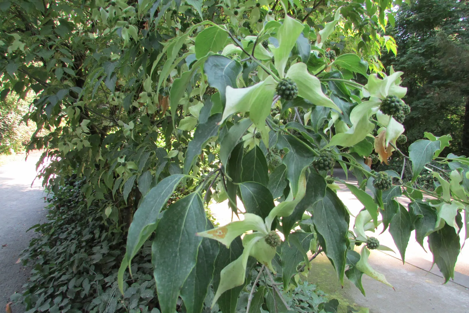 Japanese Stewartia (Stewartia Pseudocamellia) — and partial to full sun exposure.<br><br>Requiring moderate watering; adding a touch of elegance and beauty