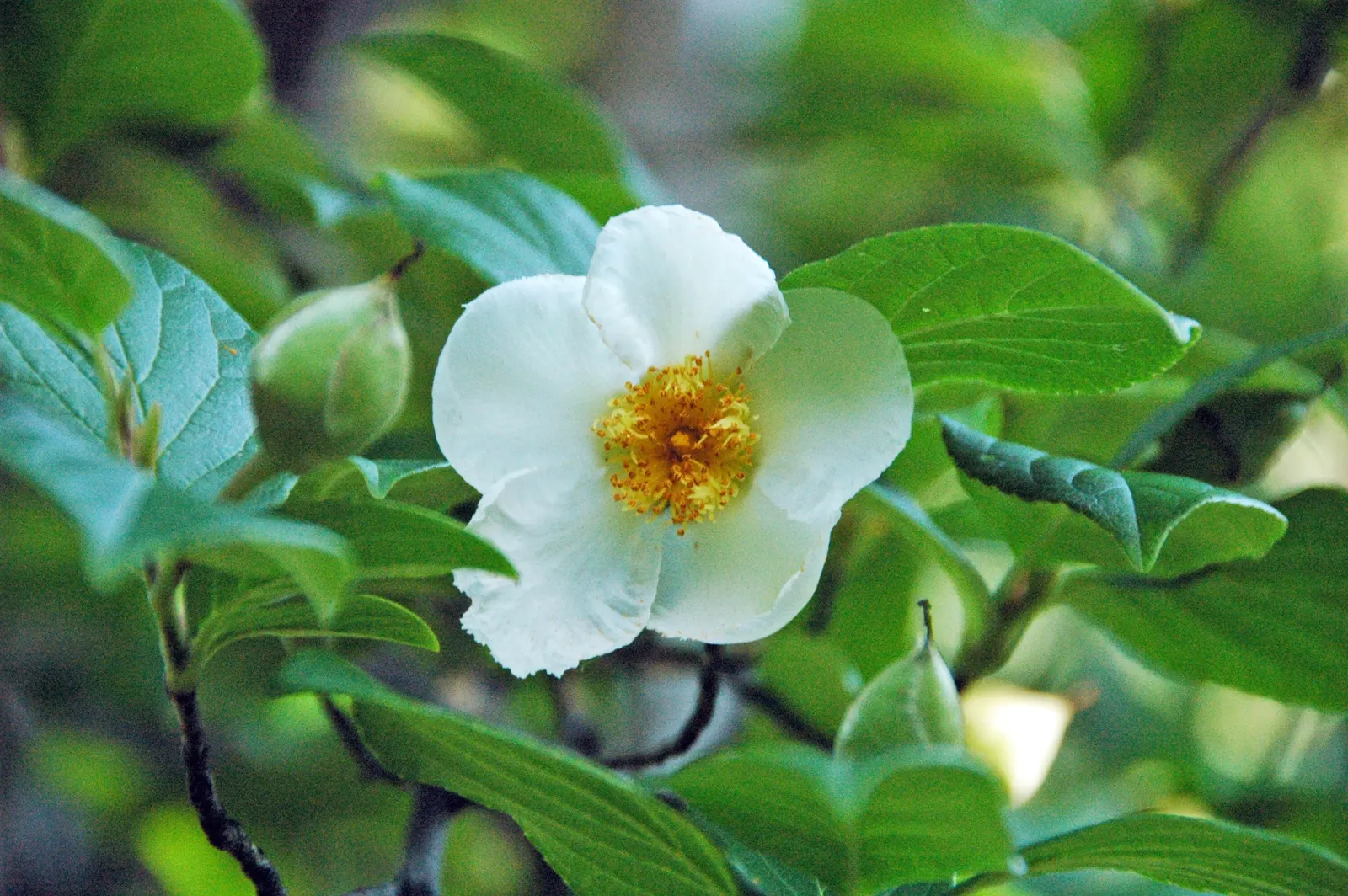 Japanese Stewartia (Stewartia Pseudocamellia) — and vibrant red-orange fall foliage; adding elegance to any landscape design