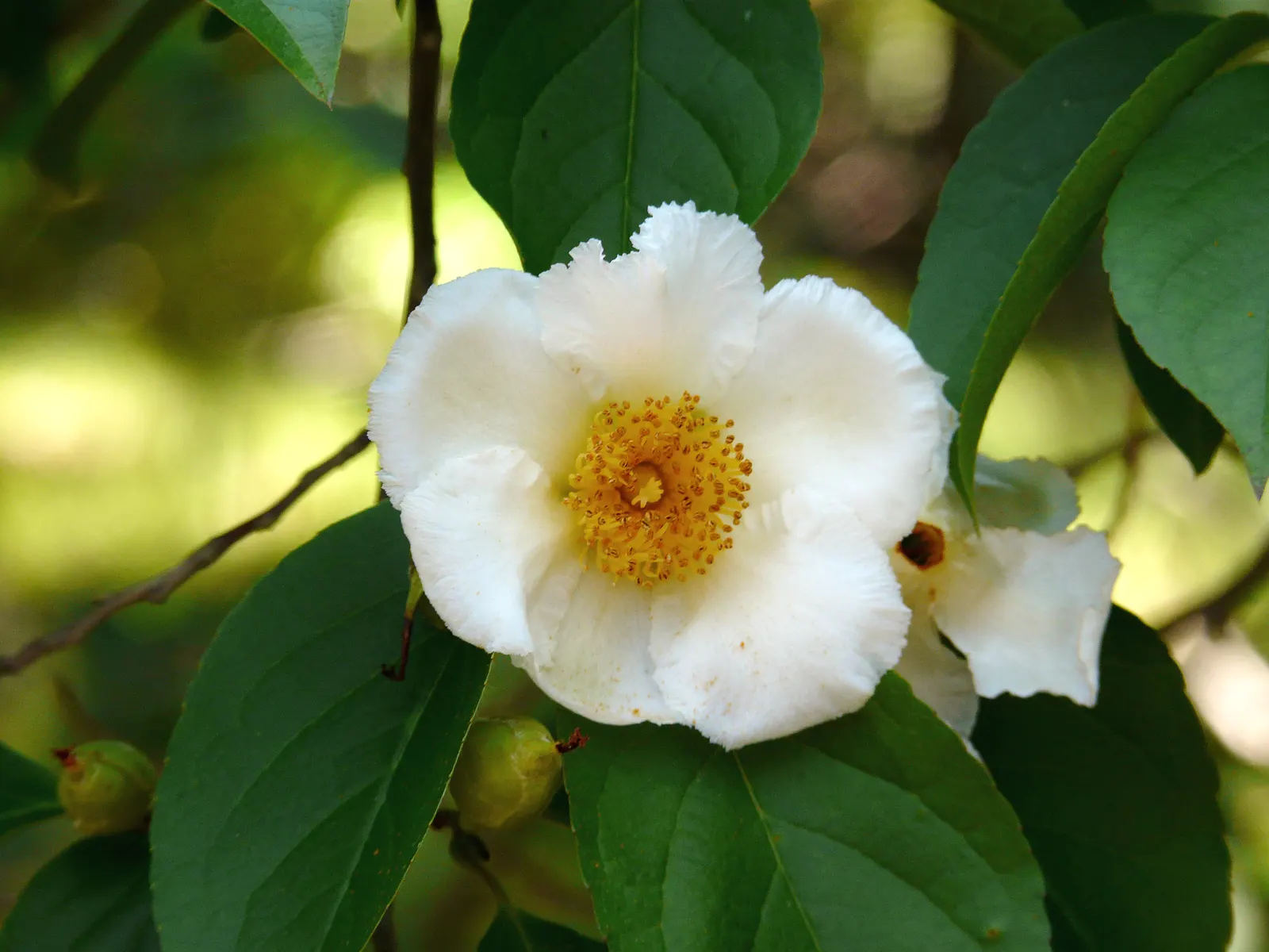 Japanese Stewartia (Stewartia Pseudocamellia) — the Japanese Stewartia blooms with white camellia-like flowers; is a captivating addition to any, image 60