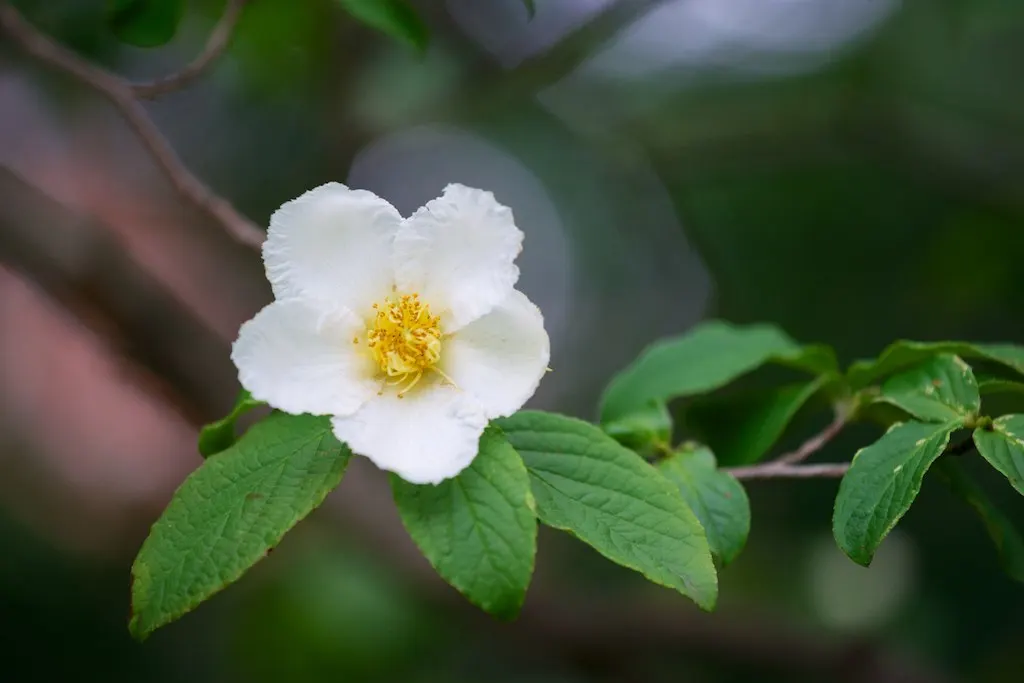 Japanese Stewartia (Stewartia Pseudocamellia) — is a captivating addition to any garden with its multi-seasonal interest; the Japanese Stewartia, image 57