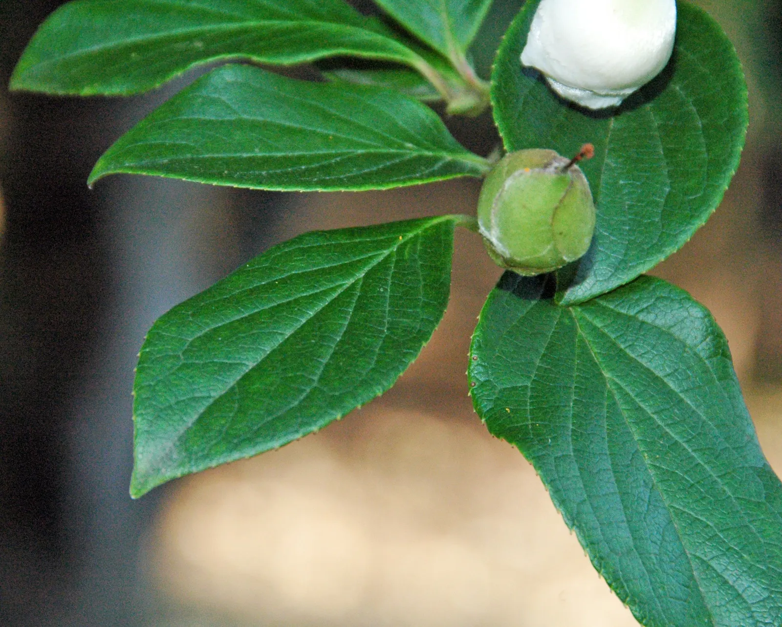 Japanese Stewartia (Stewartia Pseudocamellia) — adding elegance to any landscape design; and vibrant red-orange fall foliage