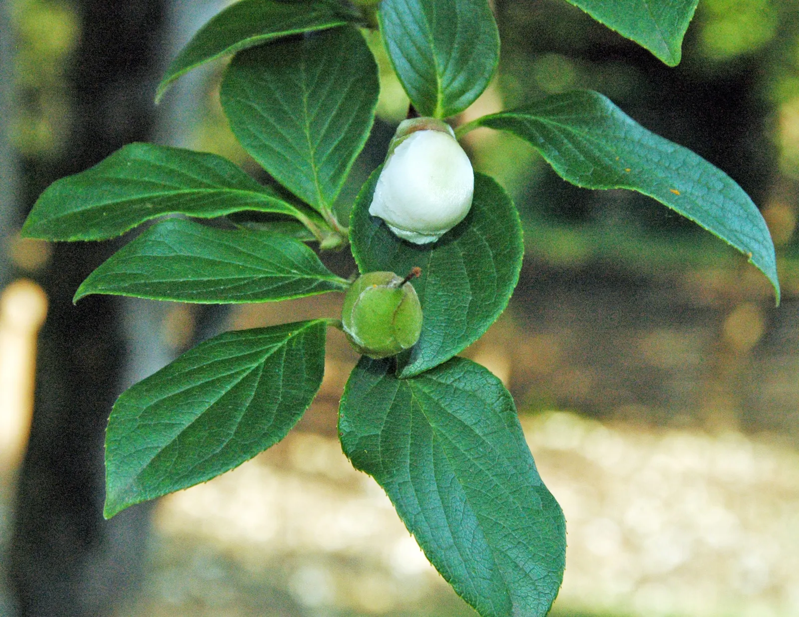 Japanese Stewartia (Stewartia Pseudocamellia) — growing 20-40 feet tall with a spread of 15-30 feet; growing to an average height of 20 to 40 feet, image 50