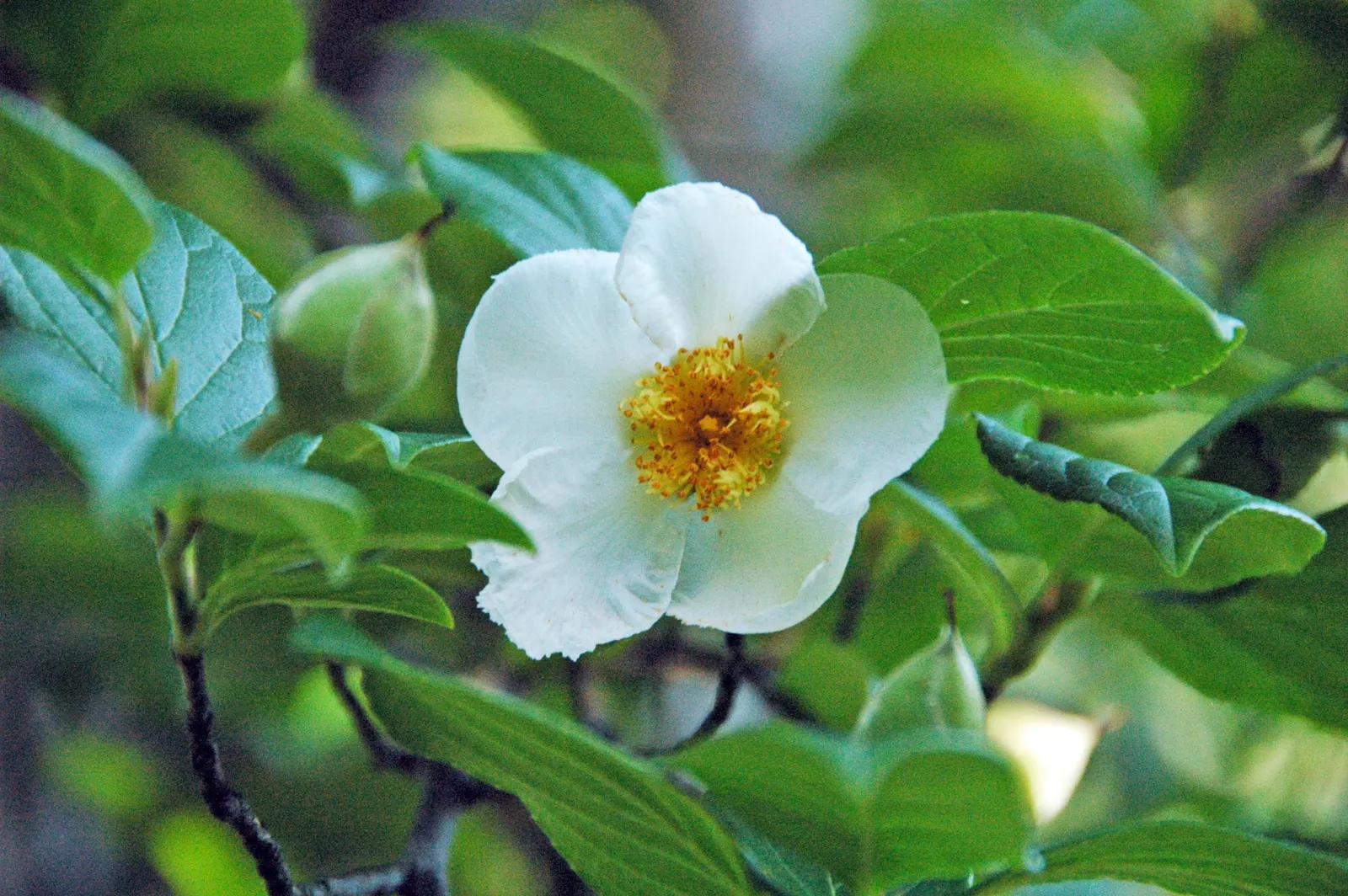Japanese Stewartia (Stewartia Pseudocamellia) — making it an exquisite focal point in the garden year-round; tree for half or shade