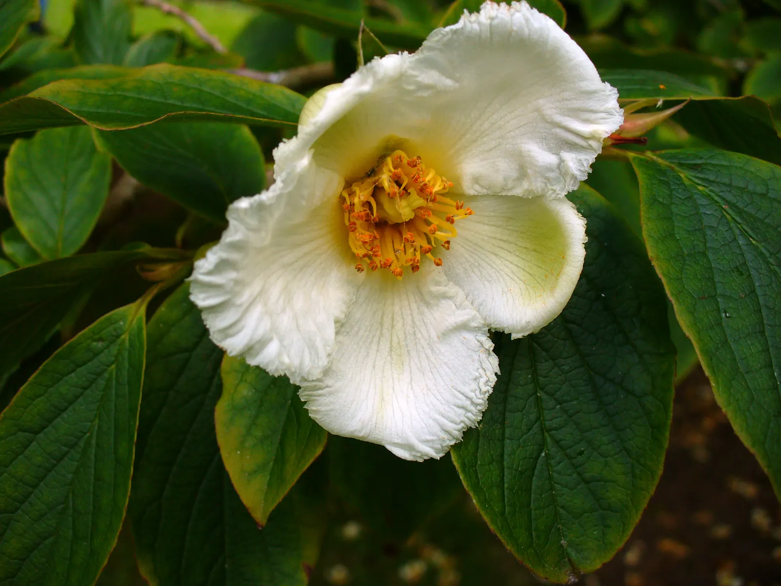 Japanese Stewartia (Stewartia Pseudocamellia) — which exfoliates to reveal a mosaic of gray; each blossom measuring about 2 to 3 inches in diameter, image 64