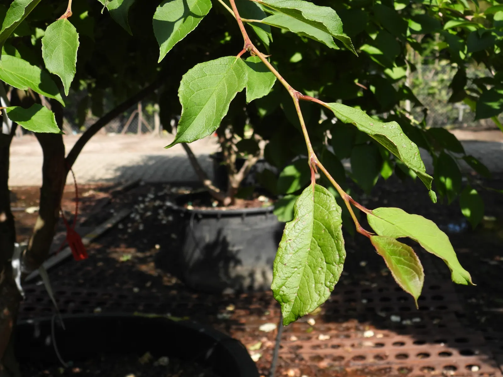 Japanese Stewartia (Stewartia Pseudocamellia) — It thrives in USDA hardiness zones 5 through 8; celebrated for its multi-season appeal