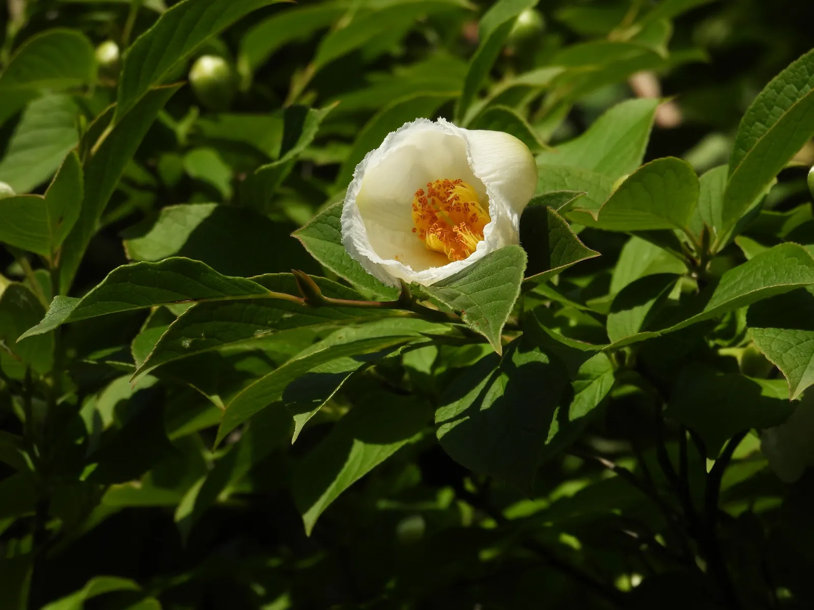 Japanese Stewartia (Stewartia Pseudocamellia) — is a captivating addition to any garden with its multi-seasonal interest