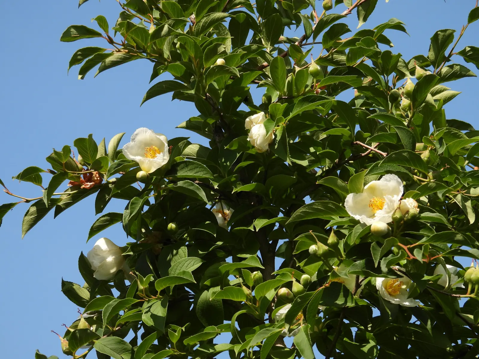 Japanese Stewartia (Stewartia Pseudocamellia) — adding a touch of elegance and beauty throughout the year