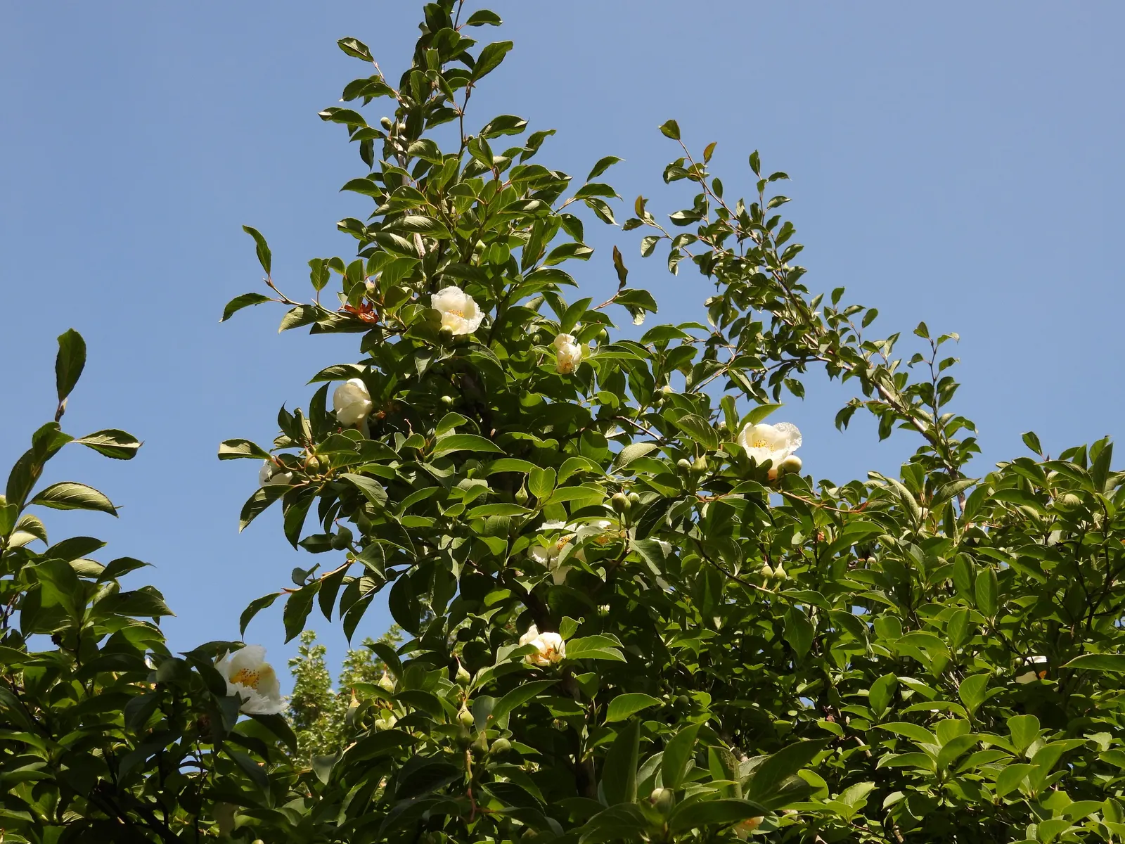 Japanese Stewartia (Stewartia Pseudocamellia) — the Japanese Stewartia blooms with white camellia-like flowers; is a captivating addition to any garden with