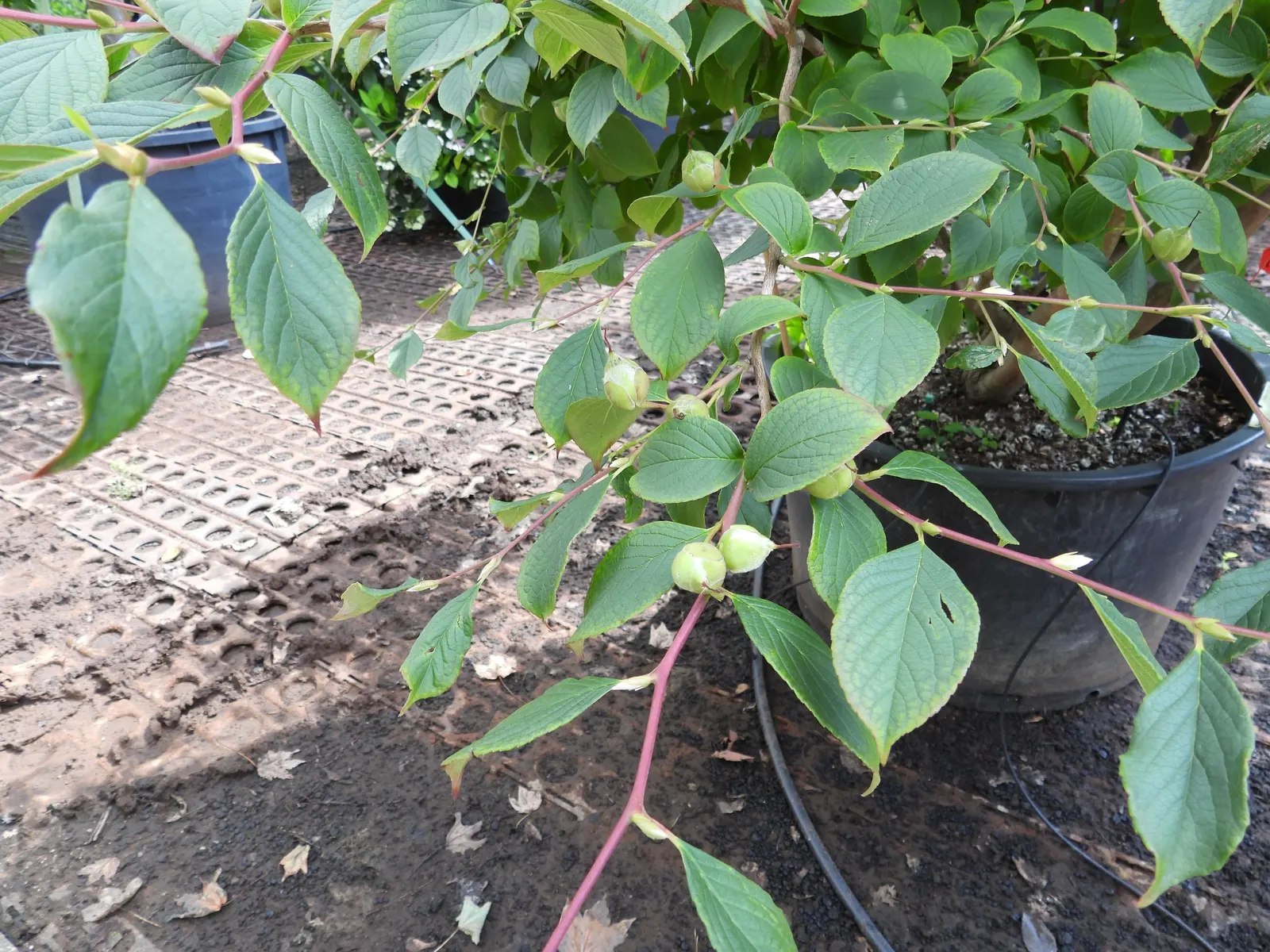 Japanese Stewartia (Stewartia Pseudocamellia) — Celebrated for its multi-season appeal