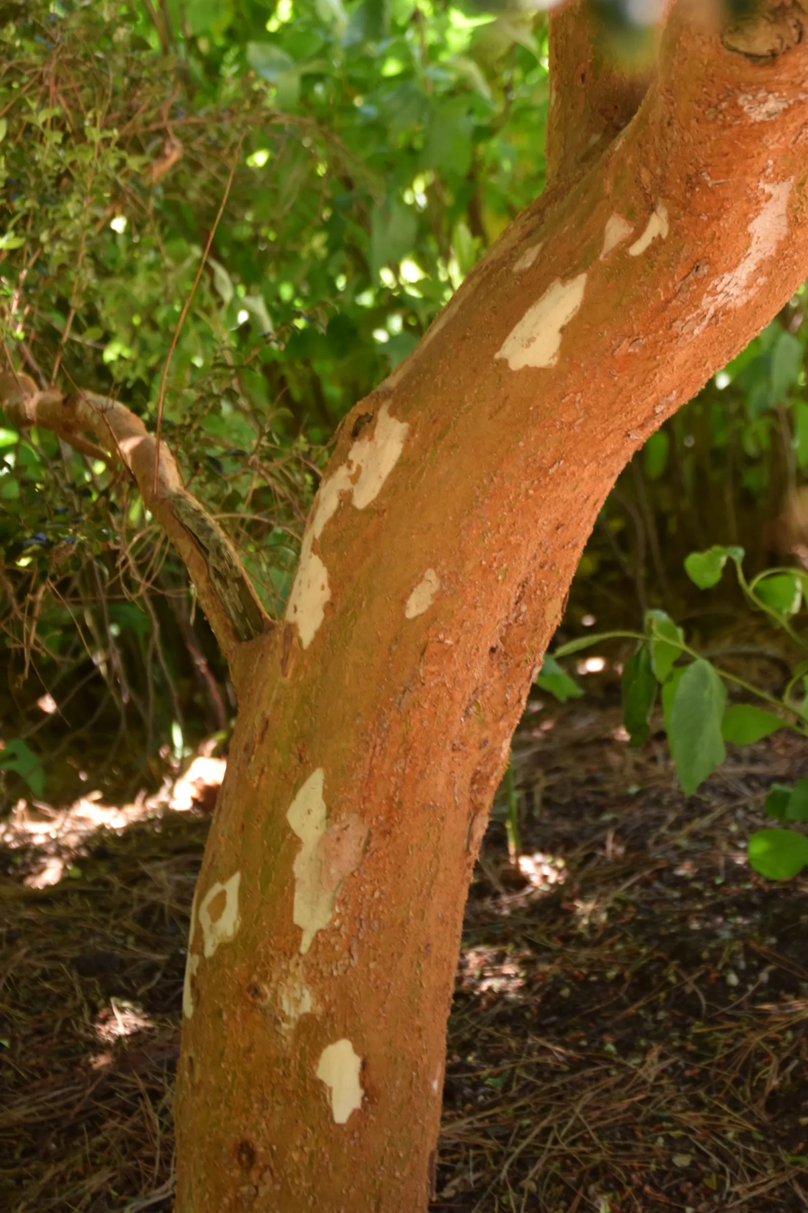 Chilean Myrtle (Luma Apiculata) — is an evergreen shrub reaching heights of 10-15 ft with a similar spread; originating from Chile and Argentina