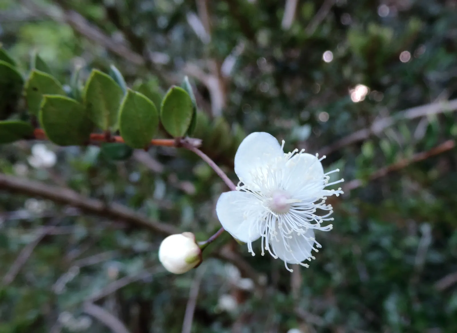 Chilean Myrtle (Luma Apiculata) — an elegant and versatile evergreen shrub